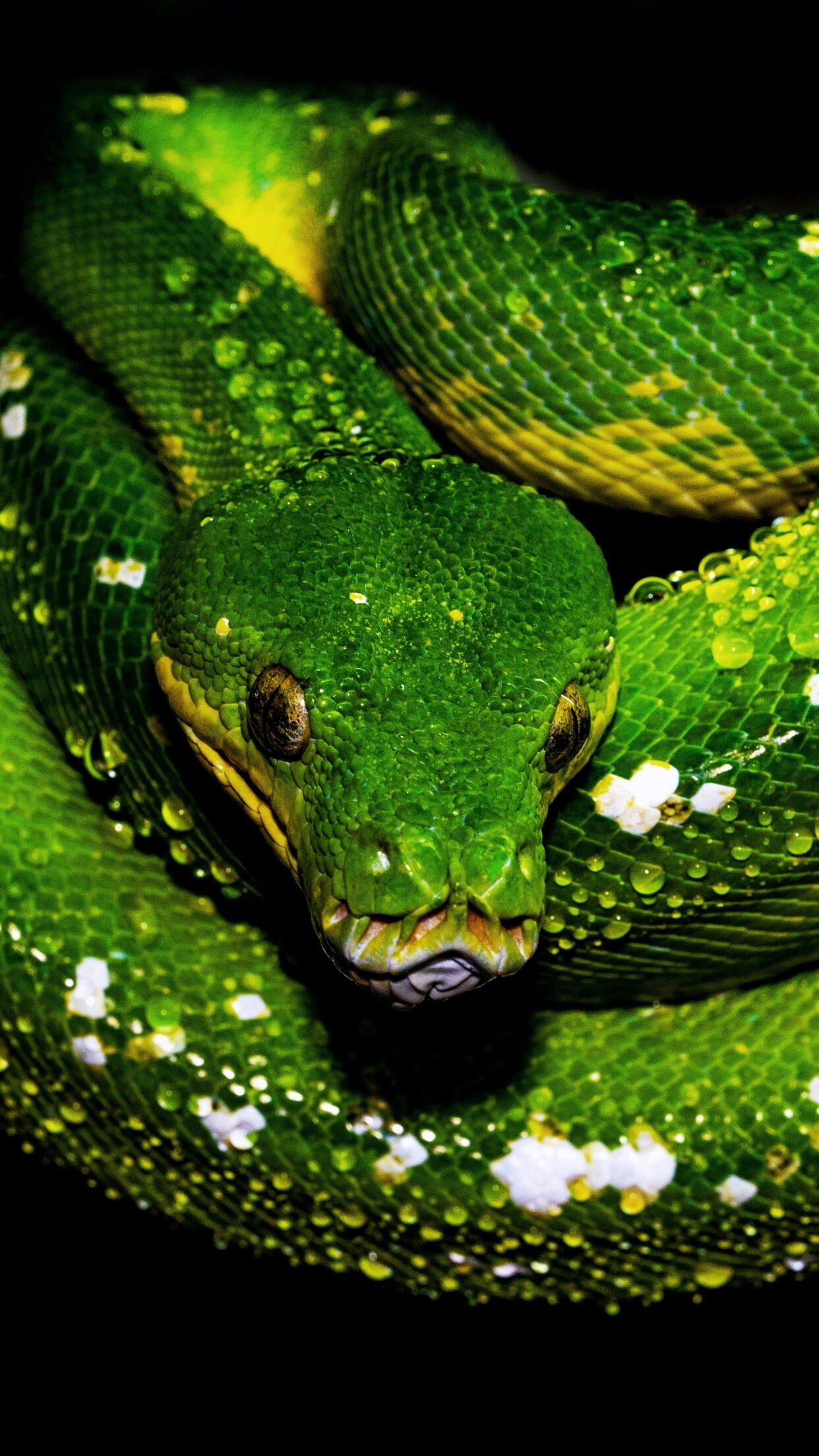 Tree python, 4K green snake, Water drops, Animals, 1250x2210 HD Phone