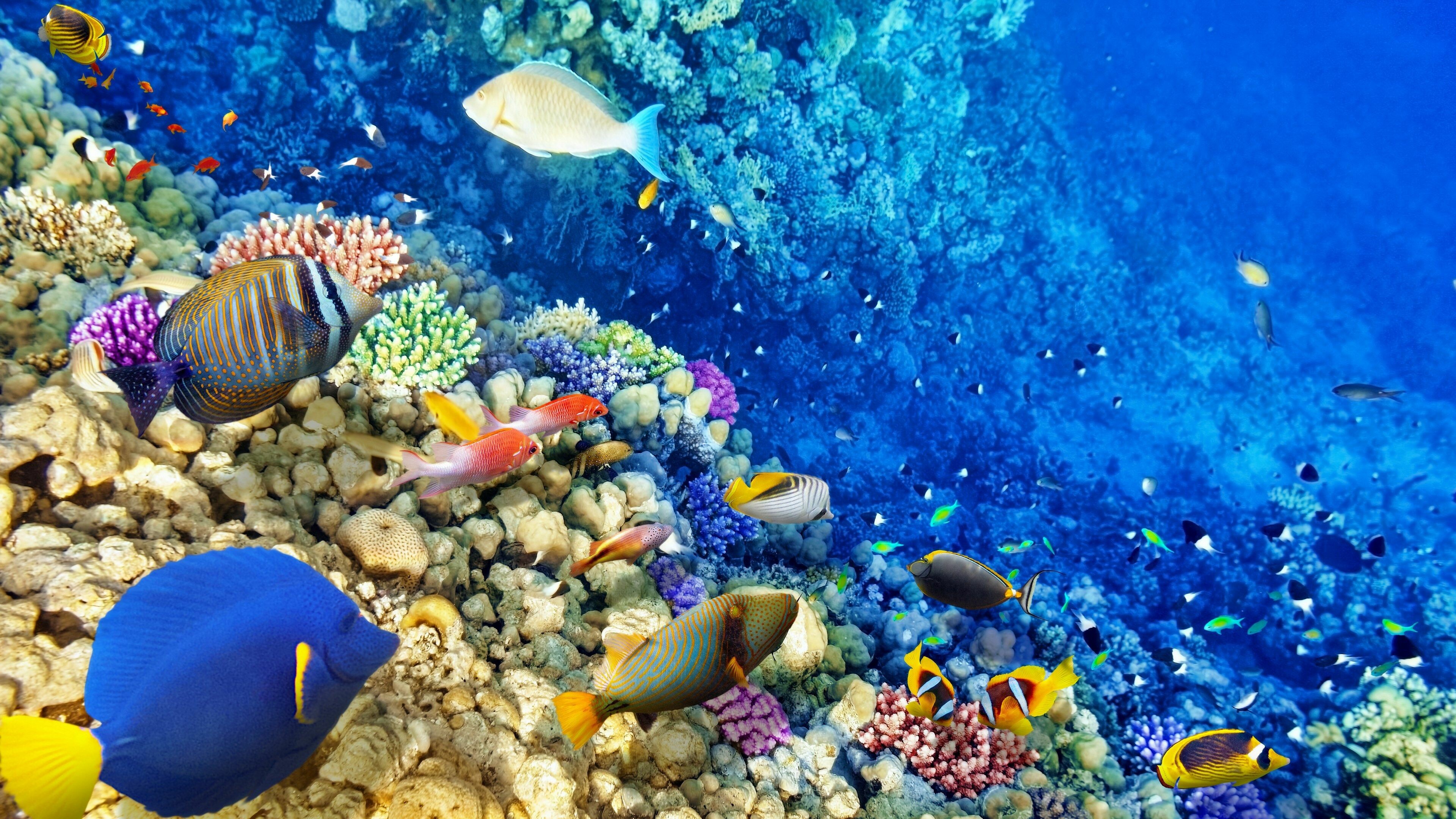 Coral reef wallpapers, 4K HD, Coral reef backgrounds, 3840x2160 4K Desktop