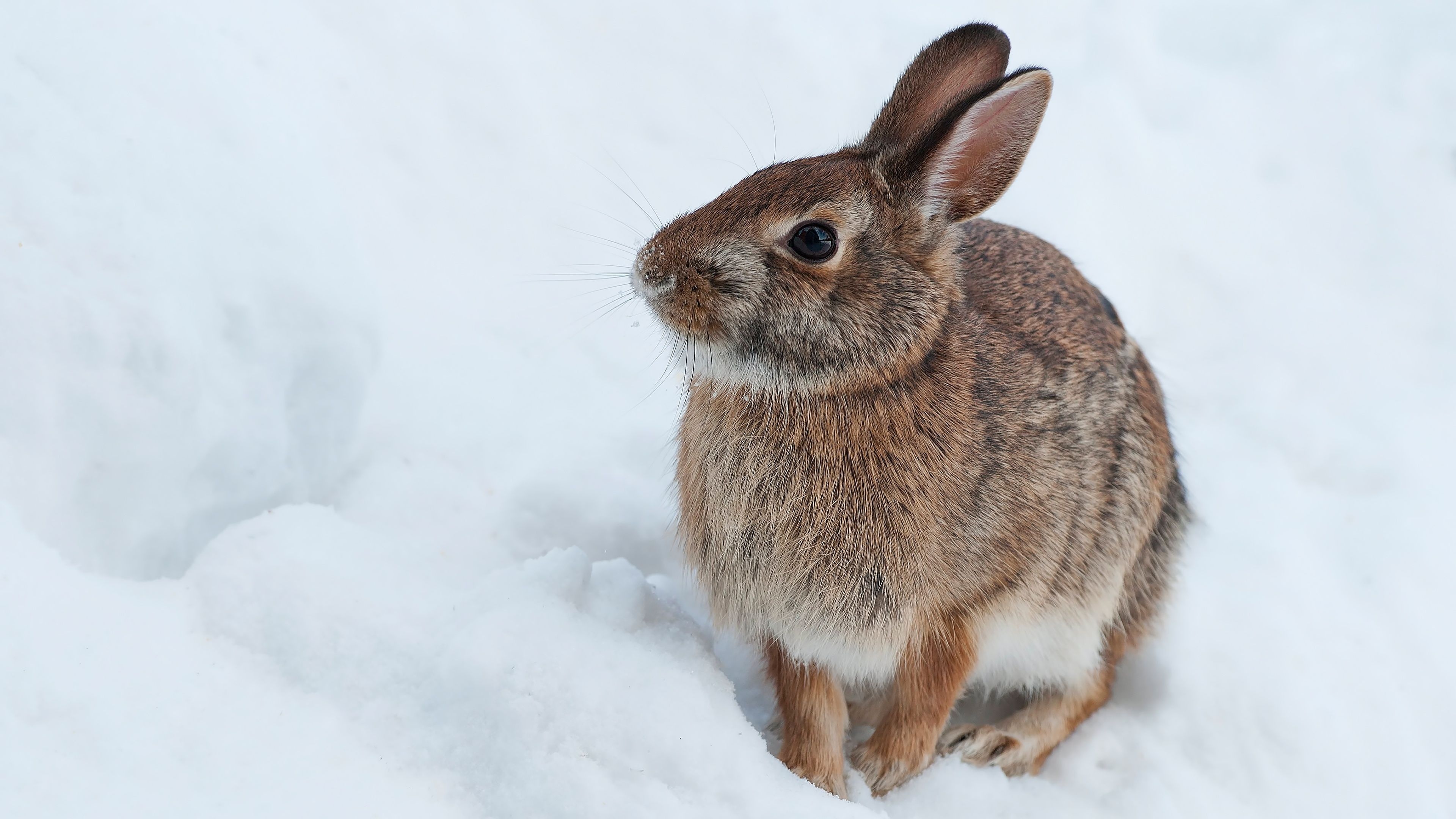 New England cottontail, Hares Wallpaper, 3840x2160 4K Desktop