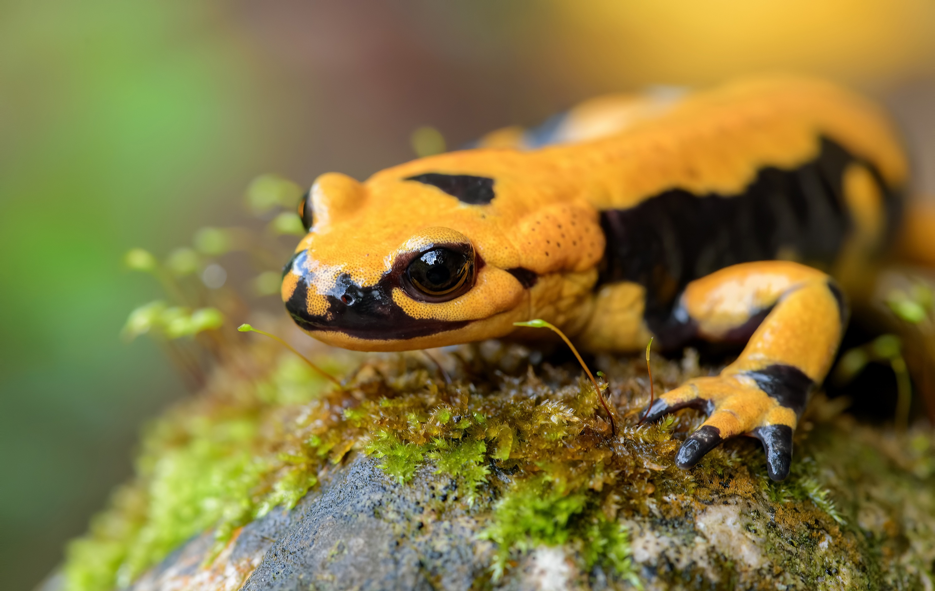 Salamander's charming appeal, Artistic animal wallpapers, Nature's delightful creature, Wildlife wonders, 3000x1900 HD Desktop