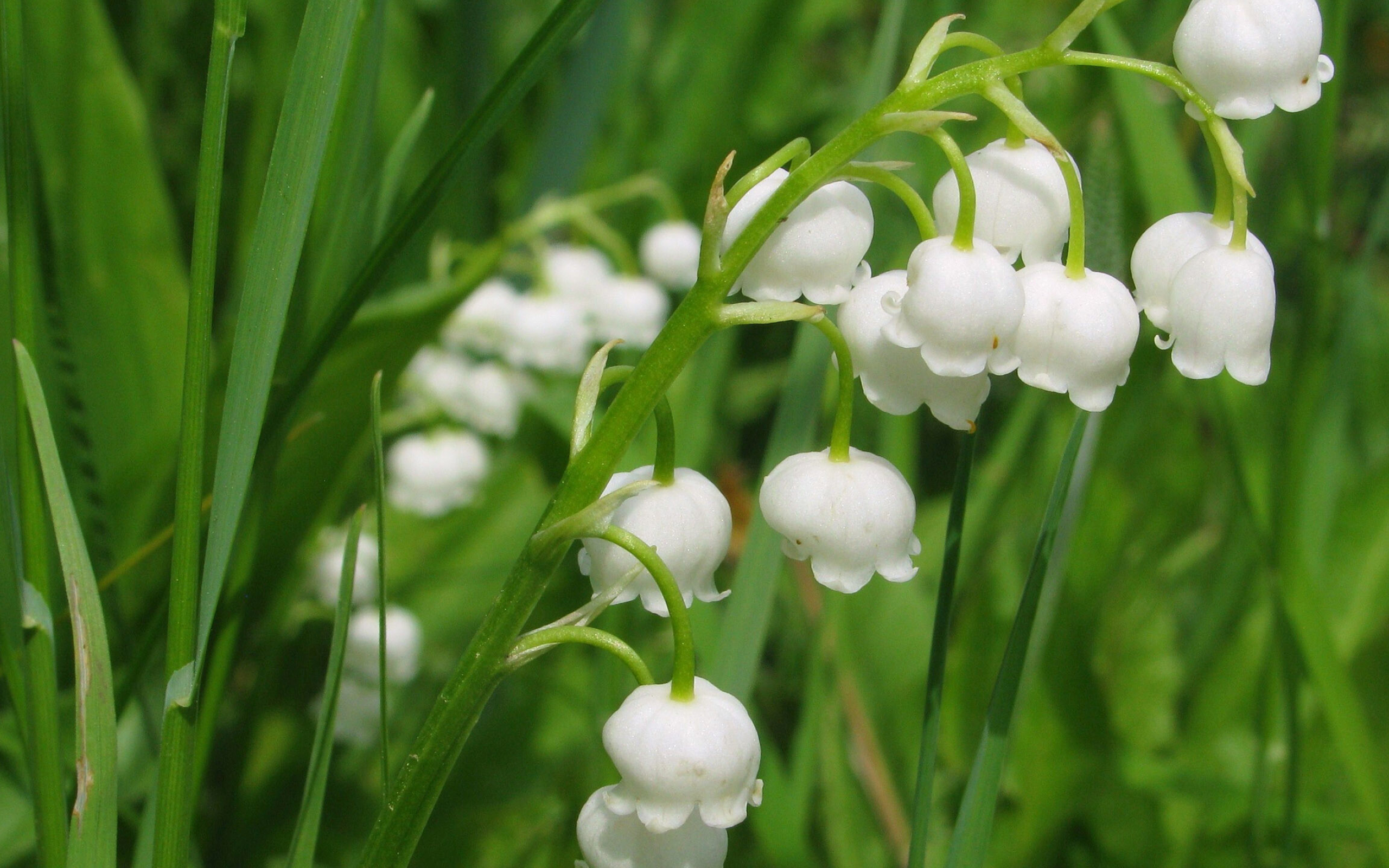 Lily of the Valley, Wallpaper flower, HD background, Floral, 2560x1600 HD Desktop