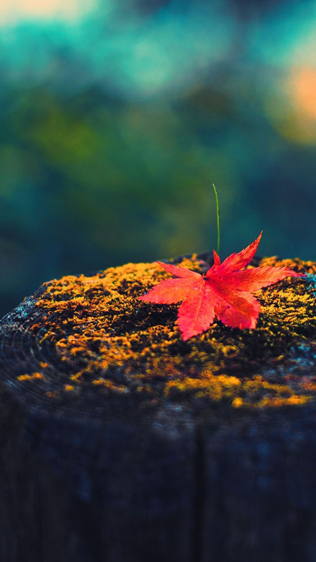 Red maple leaf, Wood iPhone 6 wallpaper, Nature's beauty, Fall wallpaper, 1080x1920 Full HD Phone