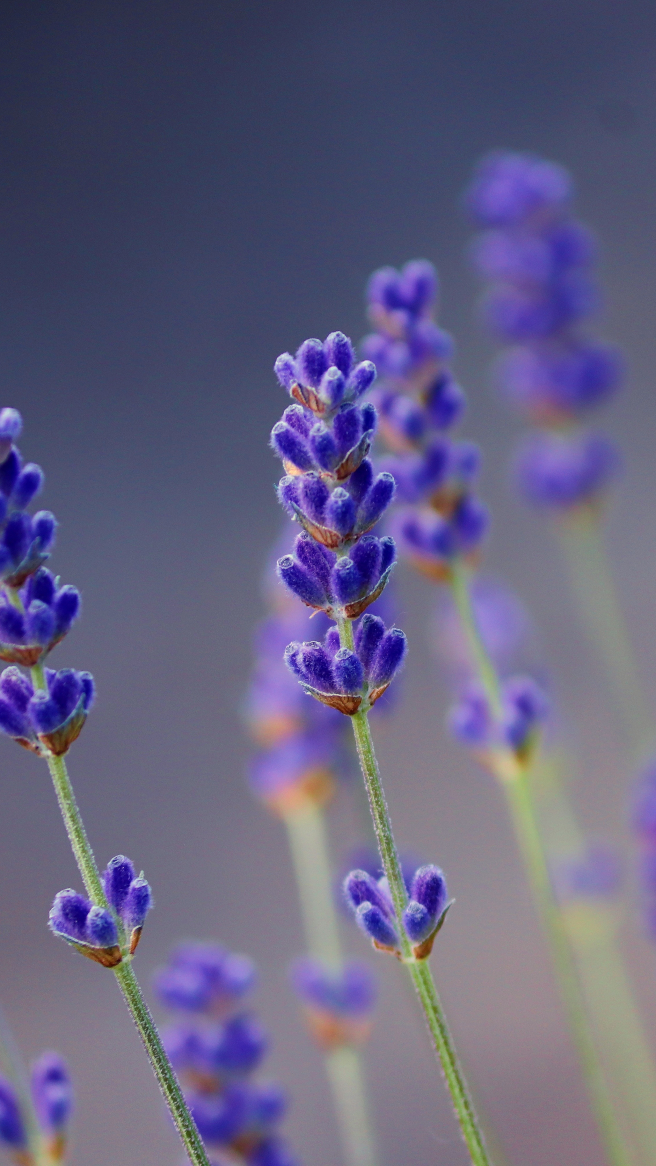 Lavender small flowers, Portrait wallpaper, Xperia Z5, 2160x3840 4K Phone