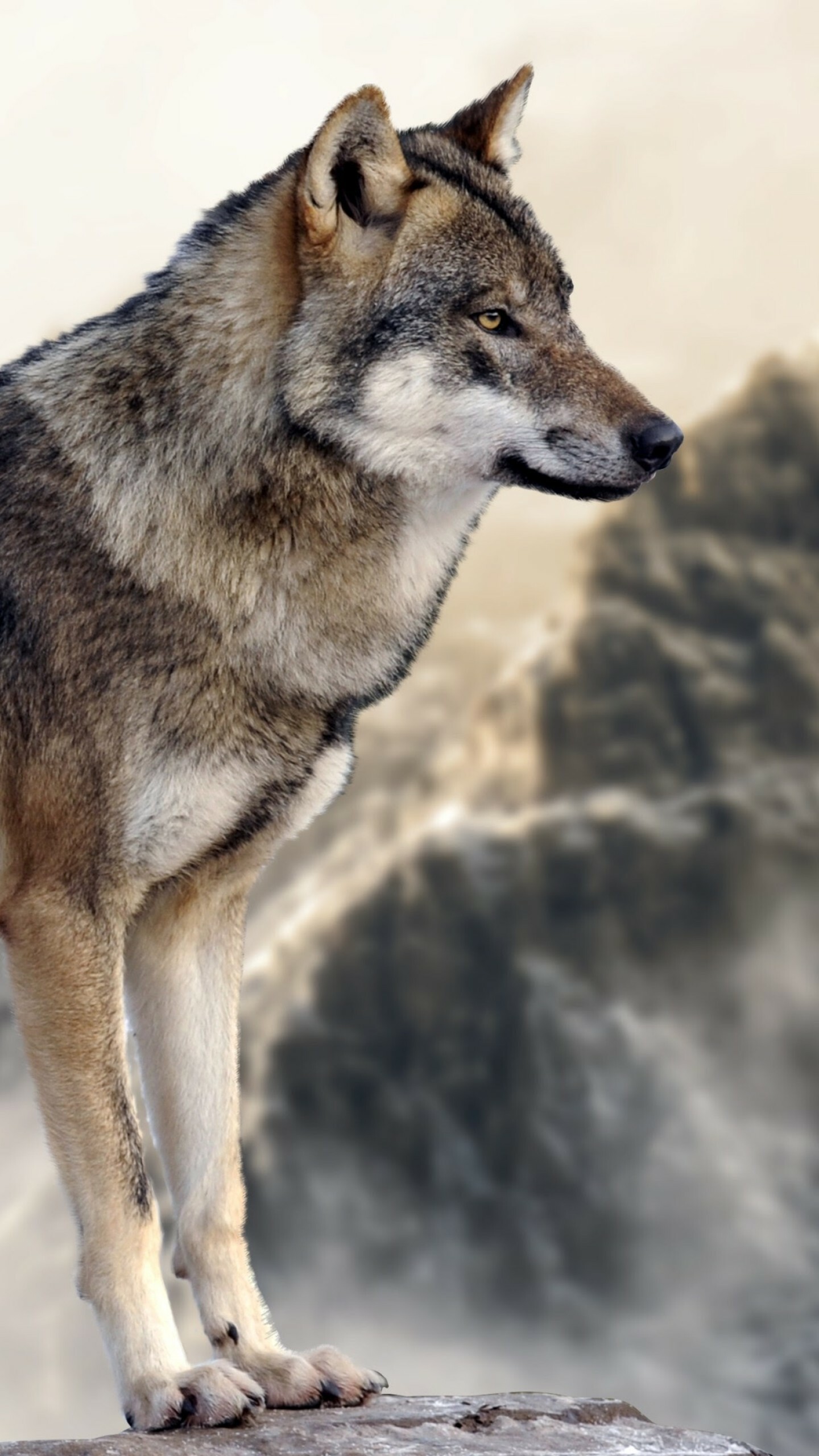 Gray wolf, Wolves Wallpaper, 1440x2560 HD Phone