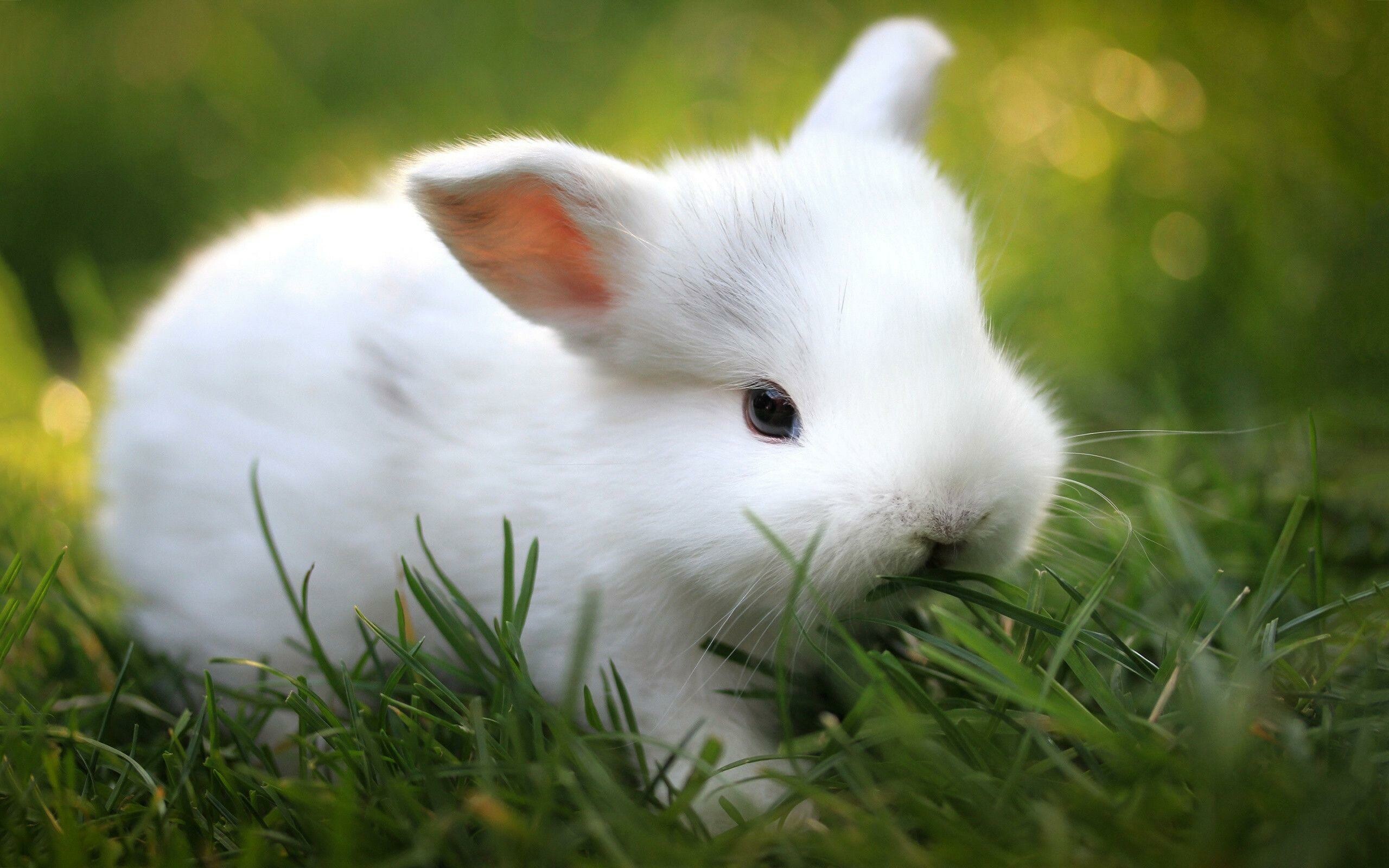 Cute bunny wallpapers, Lovely creatures, Mobile background, Adorable animal, 2560x1600 HD Desktop