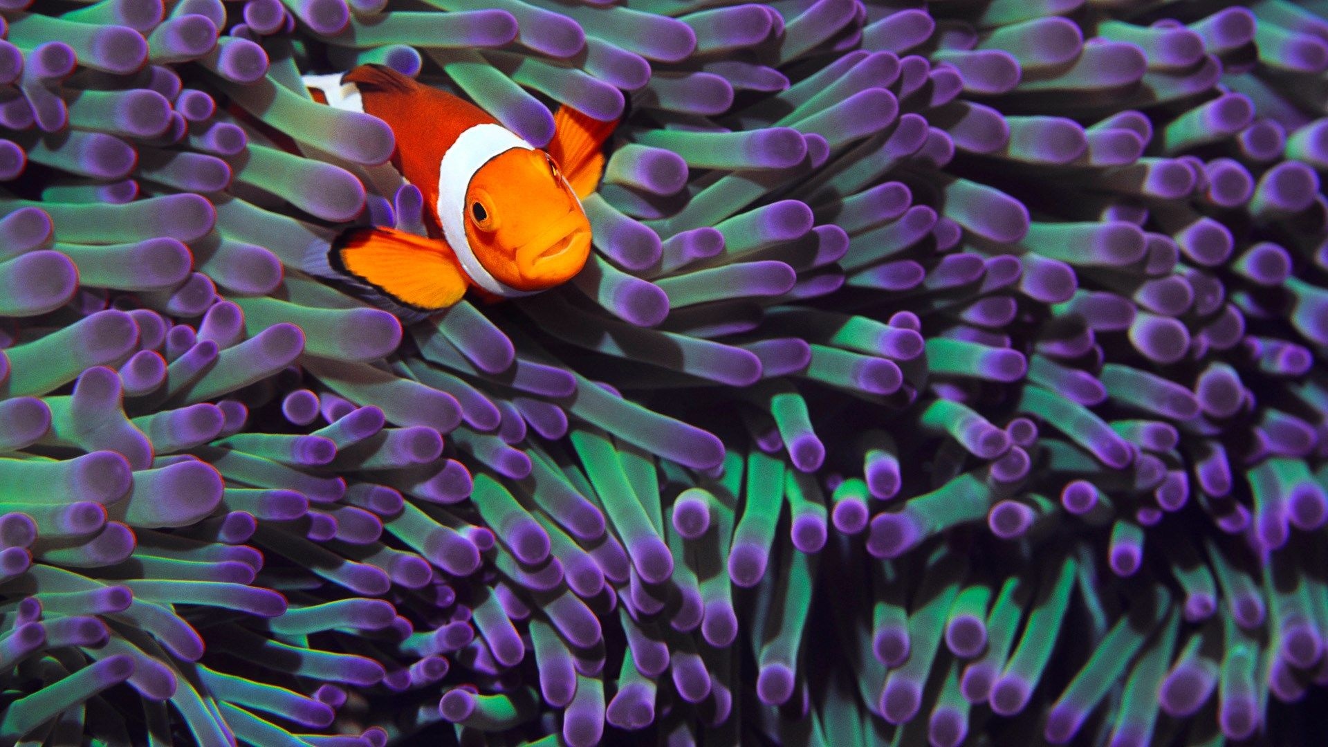 Clownfish, Widescreen retina, IMAC clown fish, Animal wallpaper, 1920x1080 Full HD Desktop