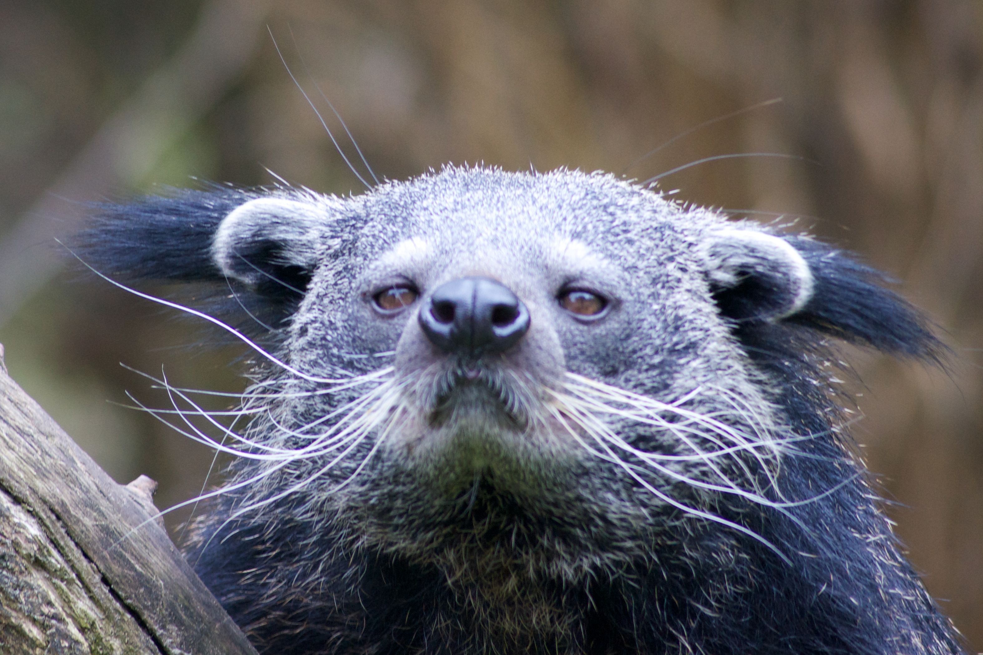 Binturong, Phone wallpapers, Desktop wallpapers, Photos, 3150x2100 HD Desktop