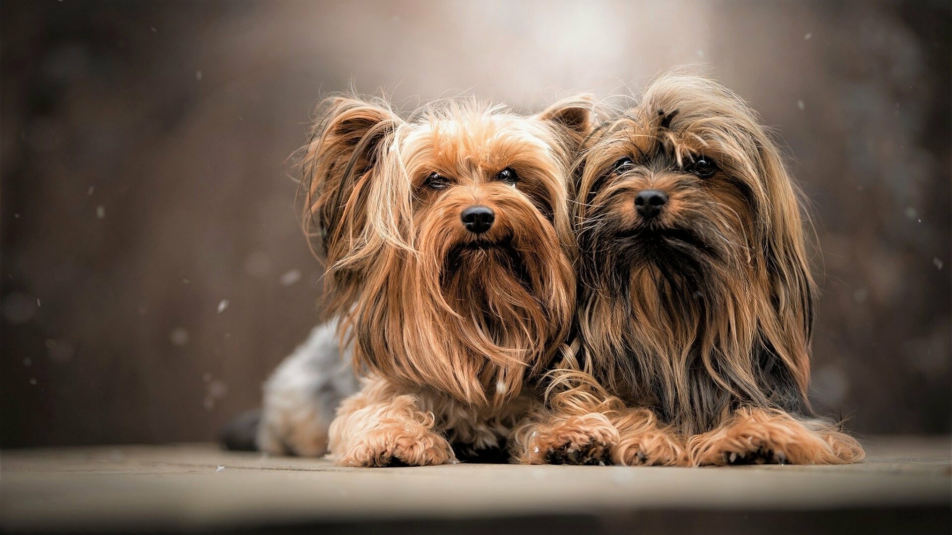 Couple, Yorkshire Terrier Wallpaper, 1920x1080 Full HD Desktop