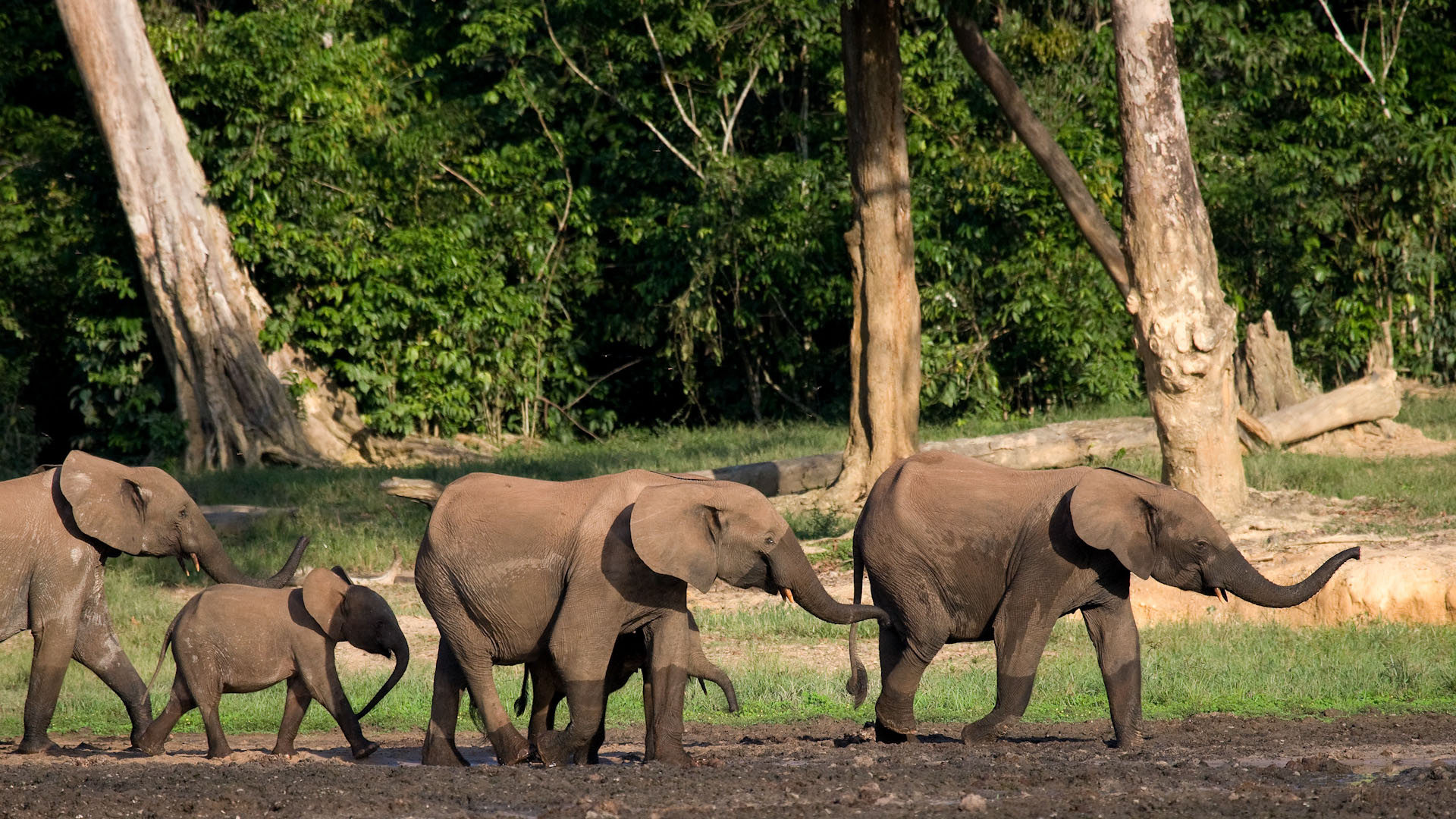 Central African Republic safari, Gorilla tracking, Holidays, Natural world, 1920x1080 Full HD Desktop