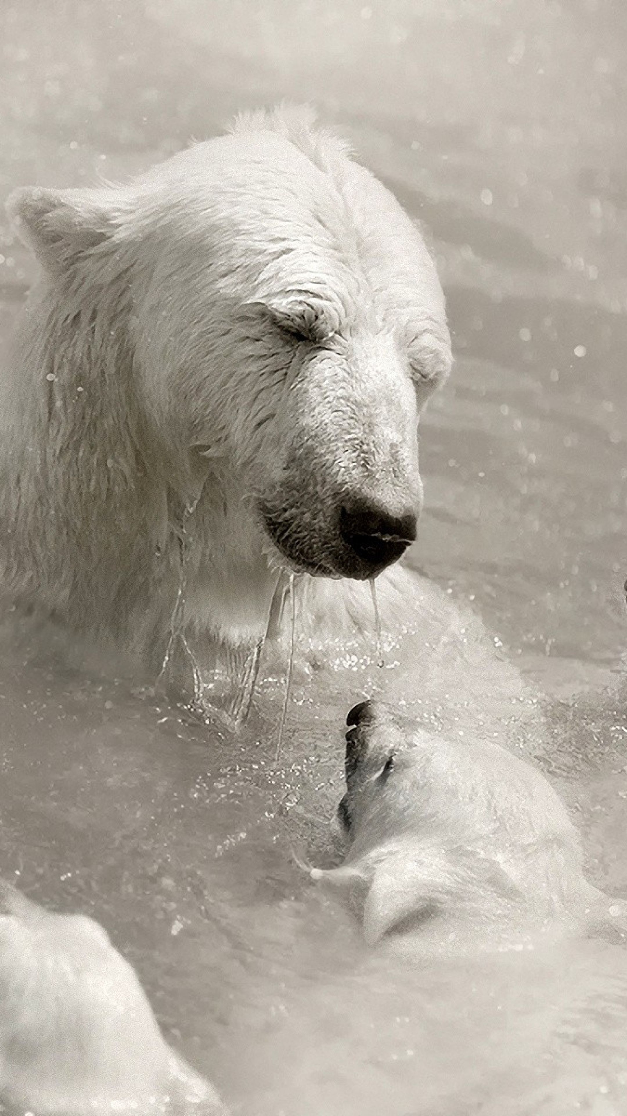 Polar bear inspiration, Creative ideas, Arctic wonderland, Polar bear enthusiasts, 2160x3840 4K Phone