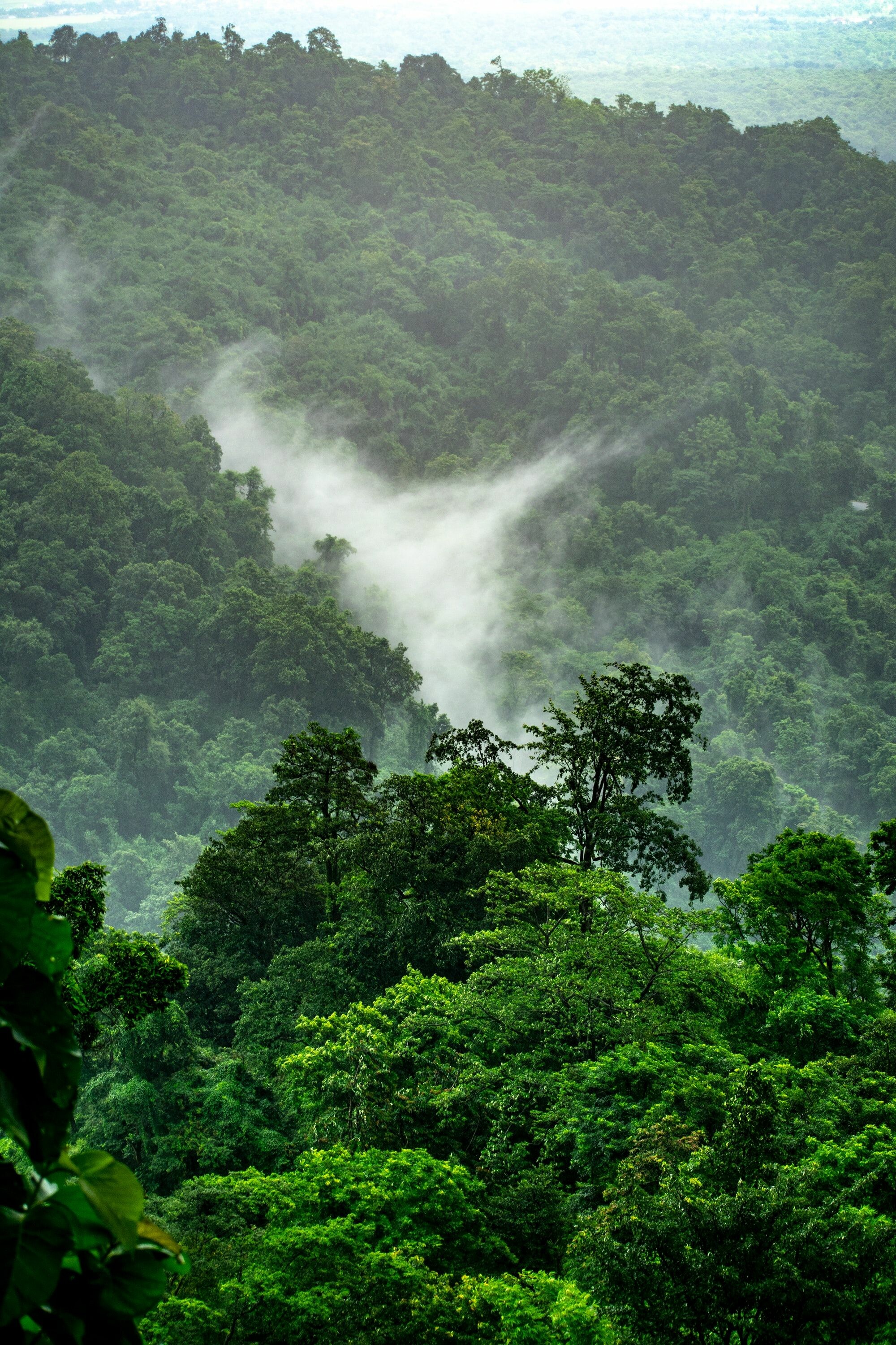 Aerial view, Rainforests Wallpaper, 2000x3000 HD Phone