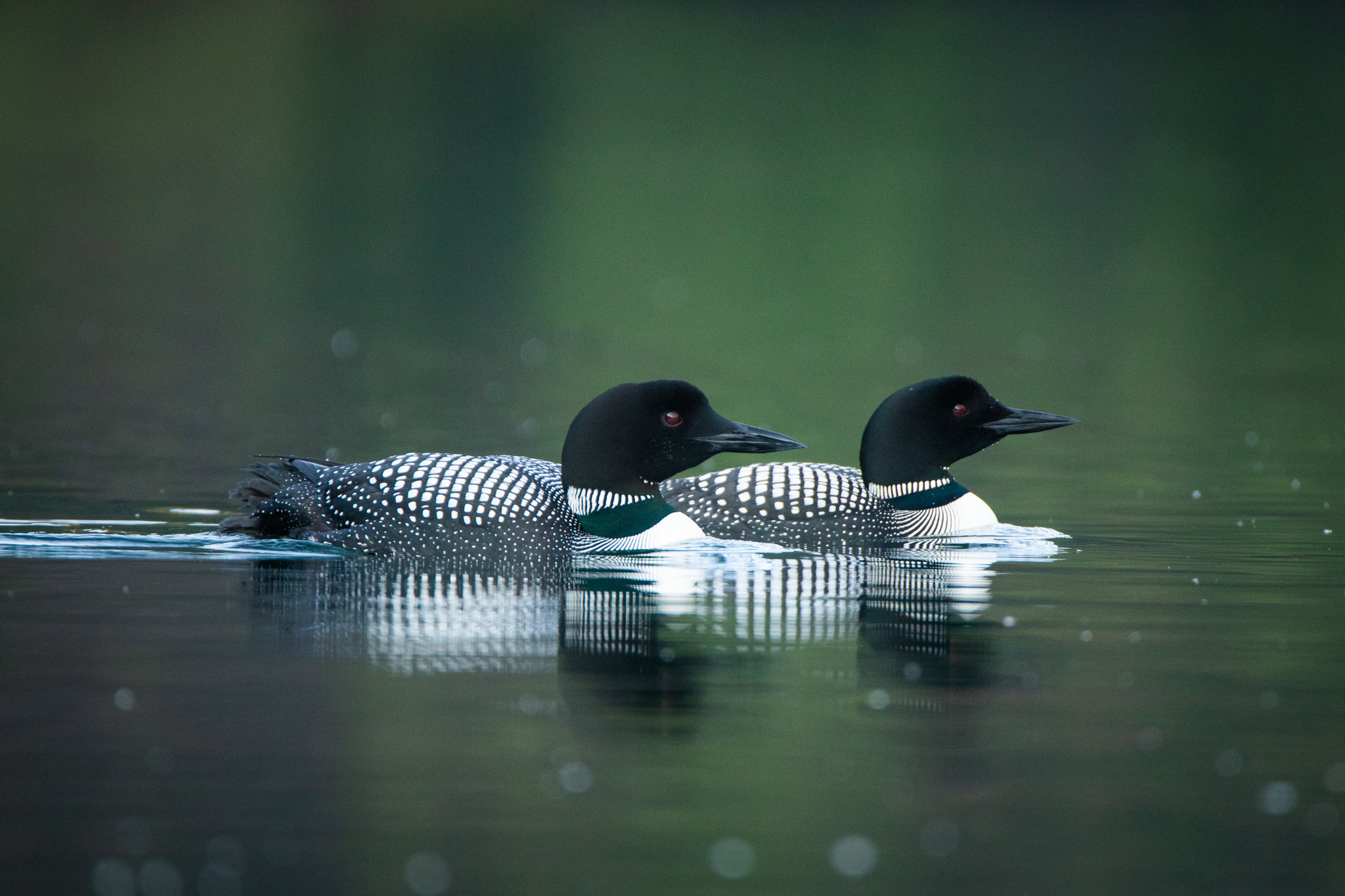 Common loon, Gavia immer, iNaturalist, Luxembourg, 2050x1370 HD Desktop