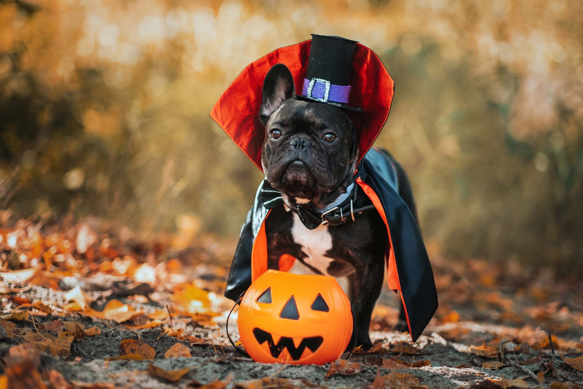 Dracula costume, Halloween Pets Wallpaper, 2000x1340 HD Desktop