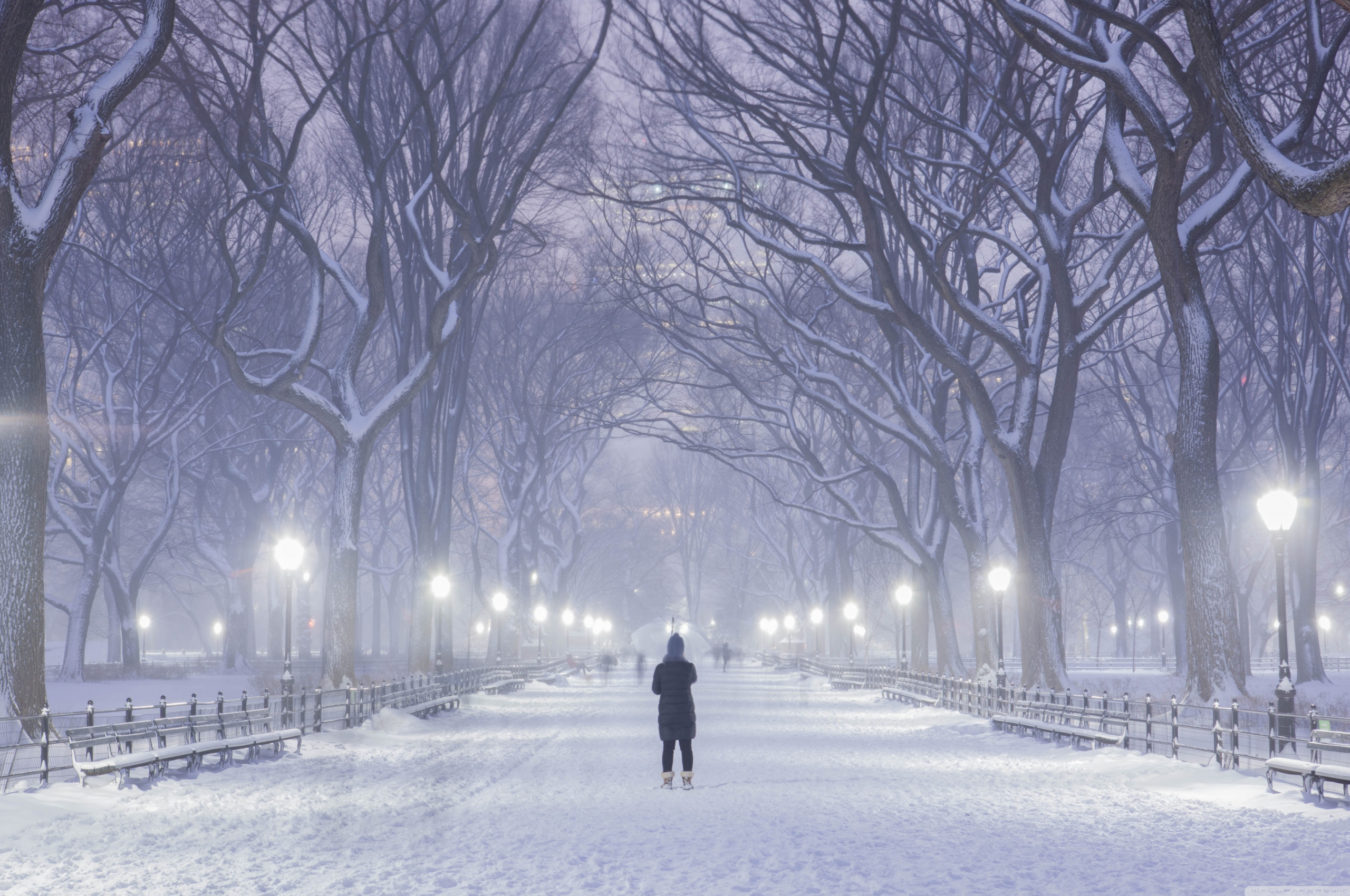 Central Park, New York City, Winter background, Desktop, 2560x1700 HD Desktop