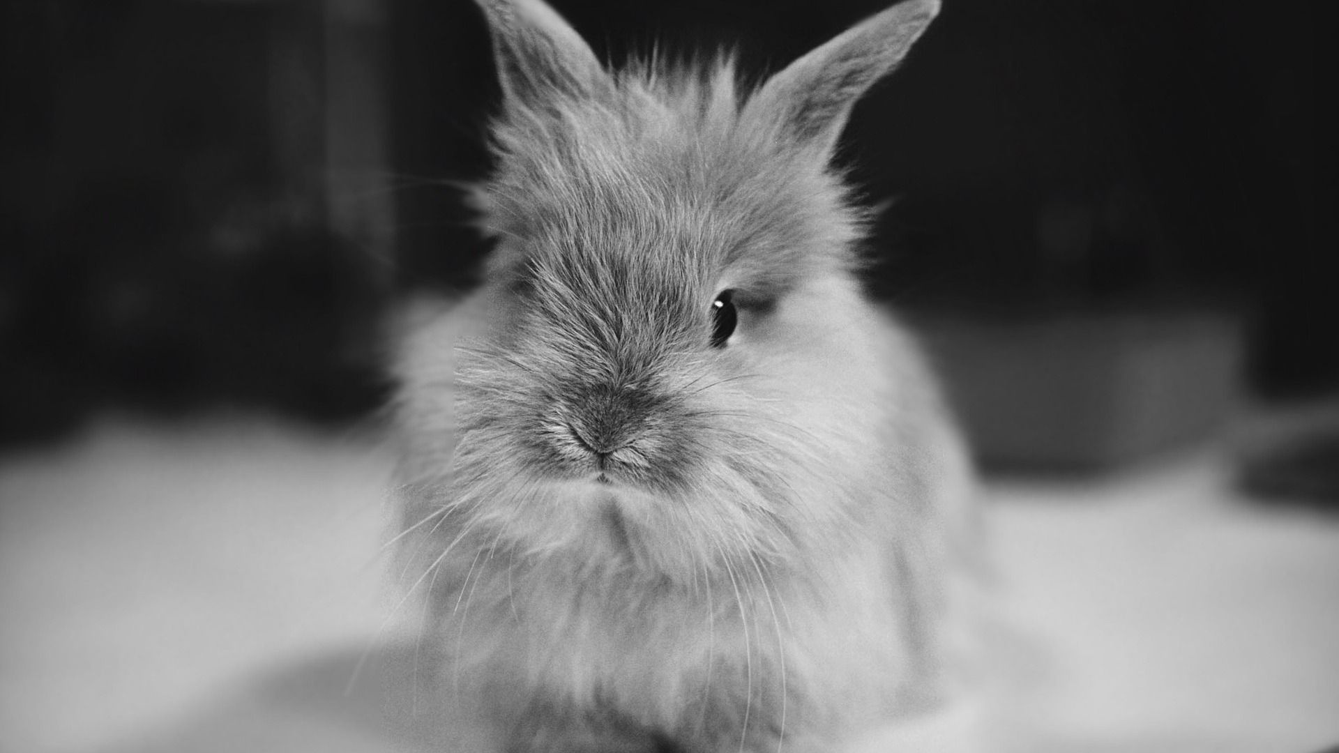 Lionhead, Bunnies Wallpaper, 1920x1080 Full HD Desktop