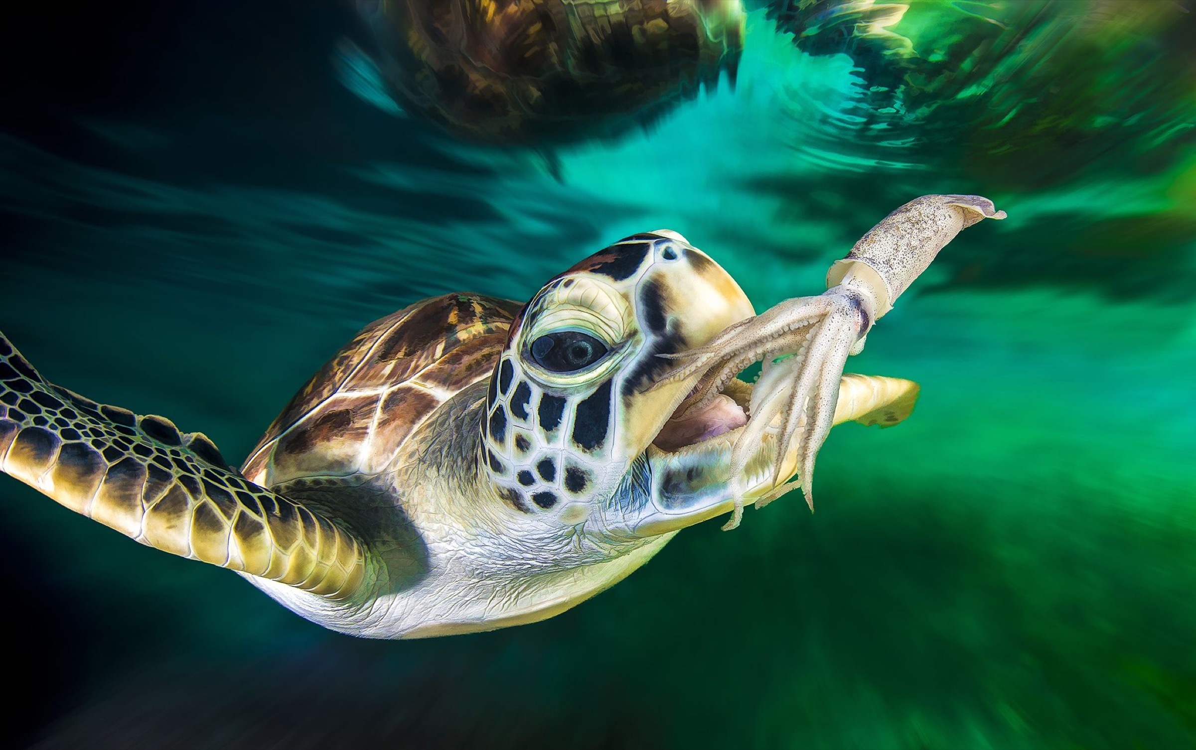 Hanting, Sea Turtles Wallpaper, 2400x1510 HD Desktop