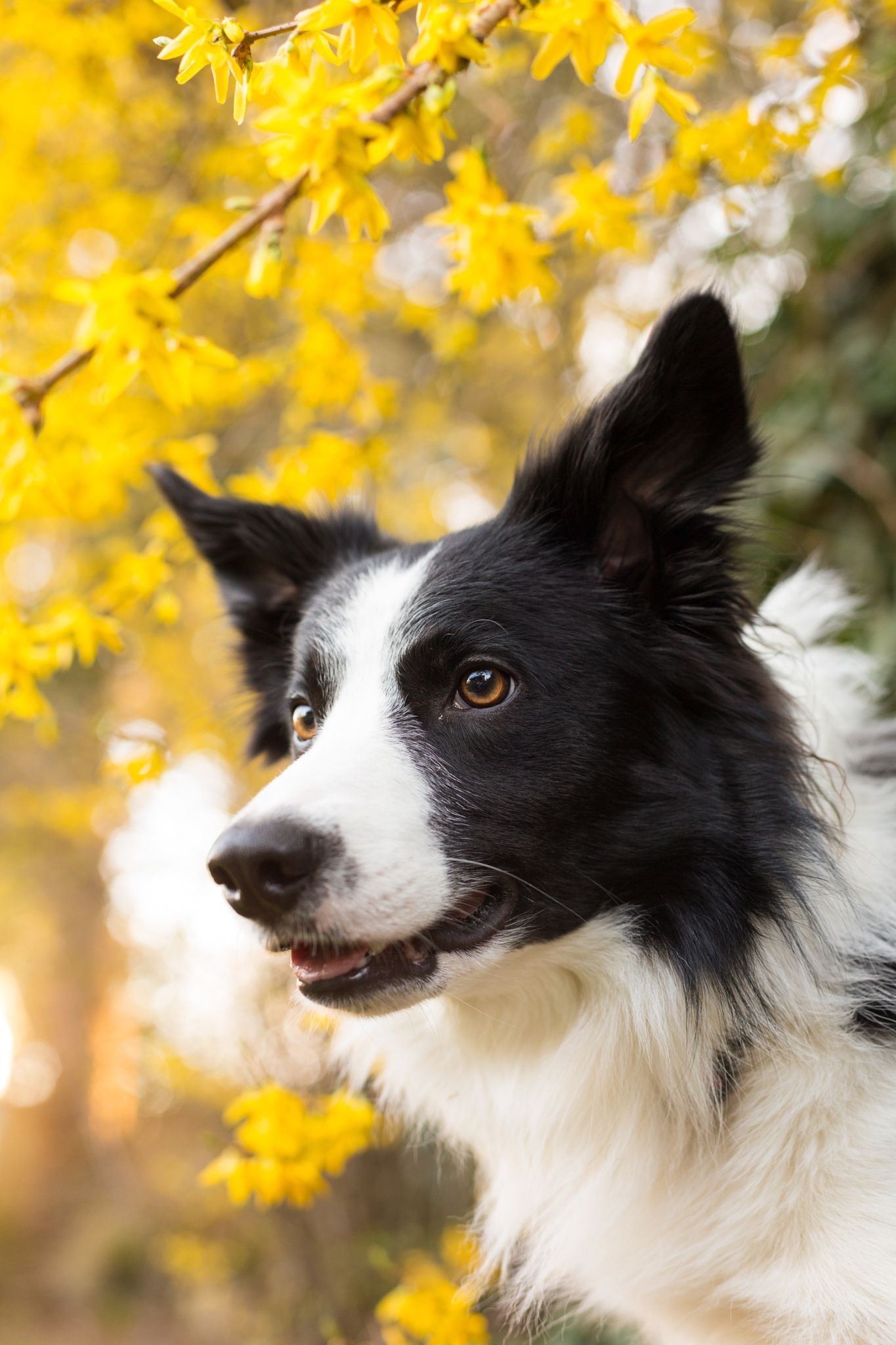 Energetic working dog, Border Collie agility, Smart herding instincts, Faithful companion, 1370x2050 HD Phone