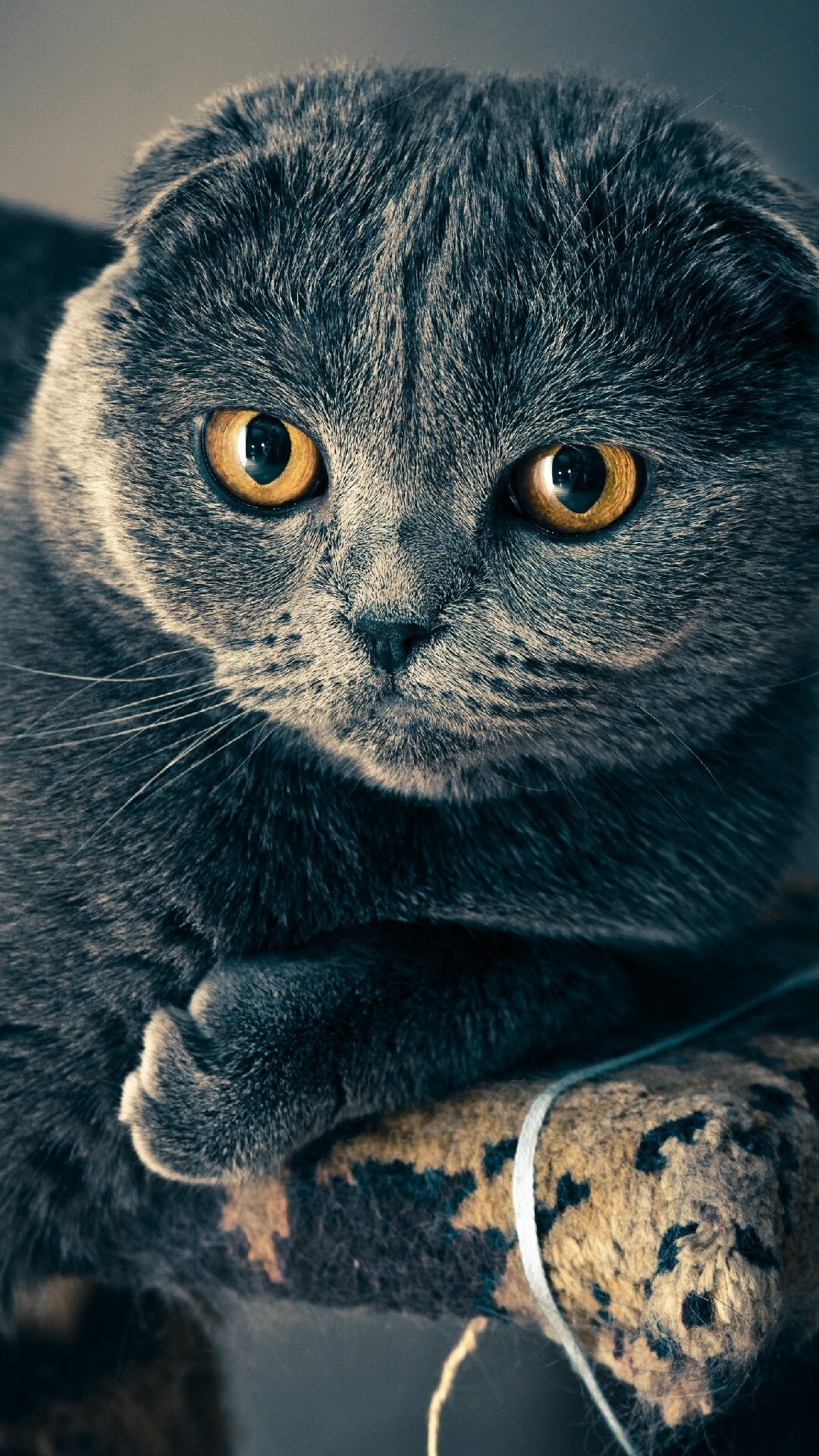 Scottish Fold, Deadly look, Phone wallpaper, Grey cat, 1080x1920 Full HD Phone