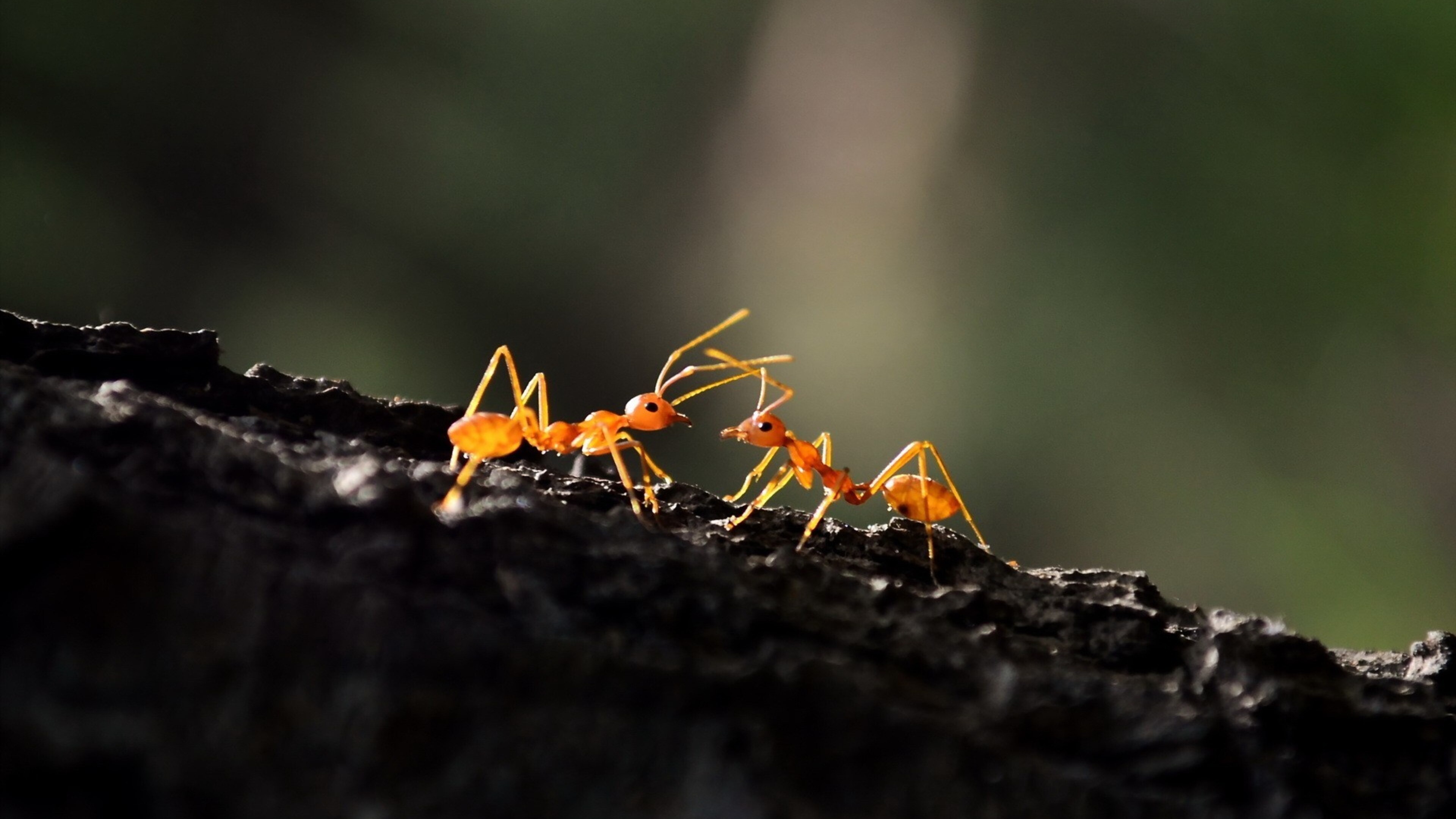 Ant macro, 4K HD, HQ images, Detailed shots, 3840x2160 4K Desktop