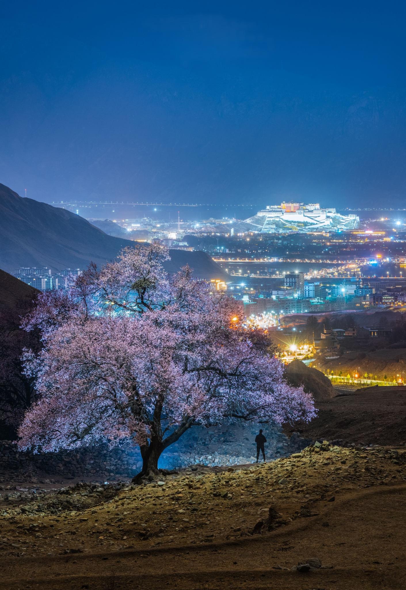 Potala Palace, Peach tree opening, Llasa, Tibet, 1420x2050 HD Phone