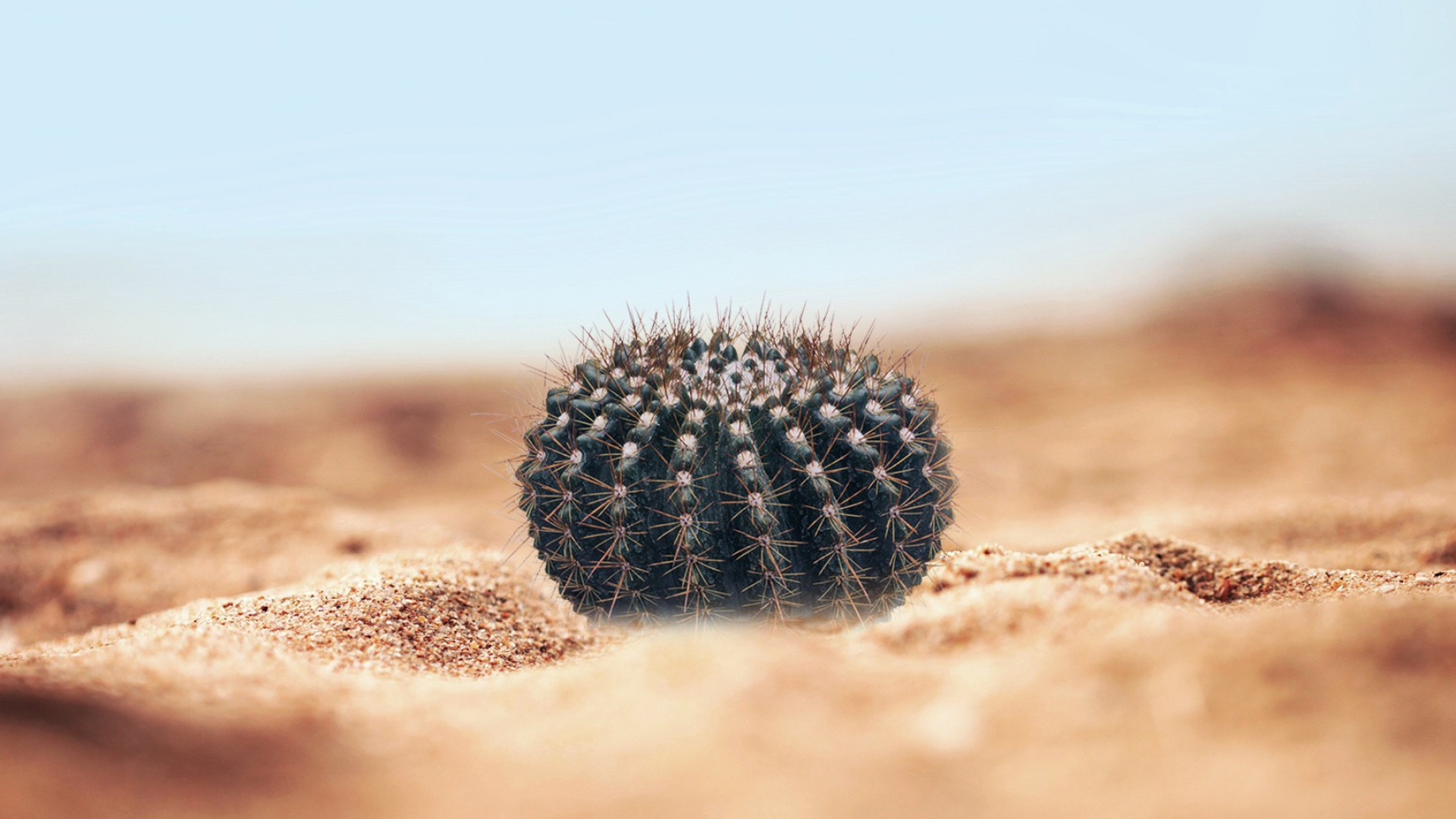 Parodia, Cactus Wallpaper, 1920x1080 Full HD Desktop