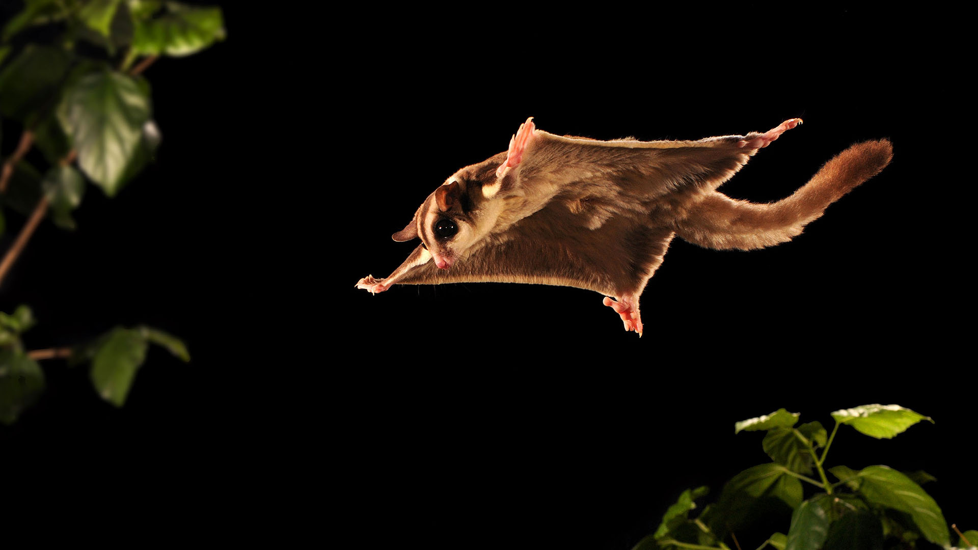 Sugar glider wallpaper, Exotic pet, Marsupial acrobat, Nature's cuteness, 1920x1080 Full HD Desktop