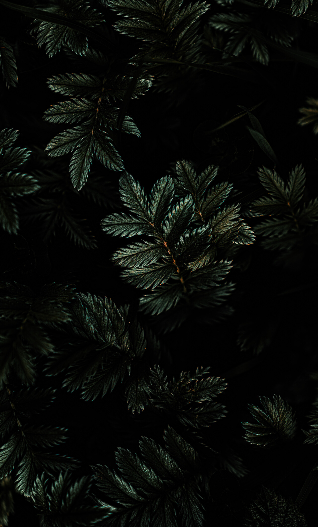 Leaves branches dark wallpaper, Shadows and shapes, Leafy texture, Organic backdrop, 1280x2120 HD Phone