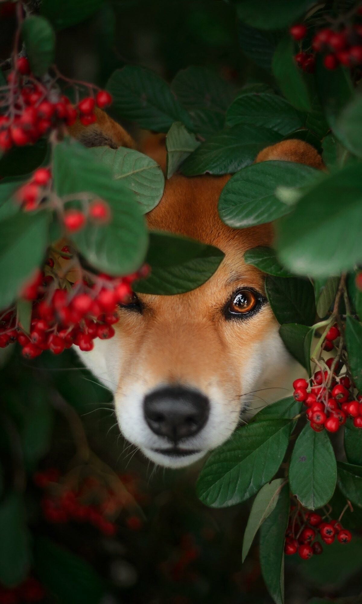 Shiba Inu, Animal shiba inu, 1200x2000 HD Phone