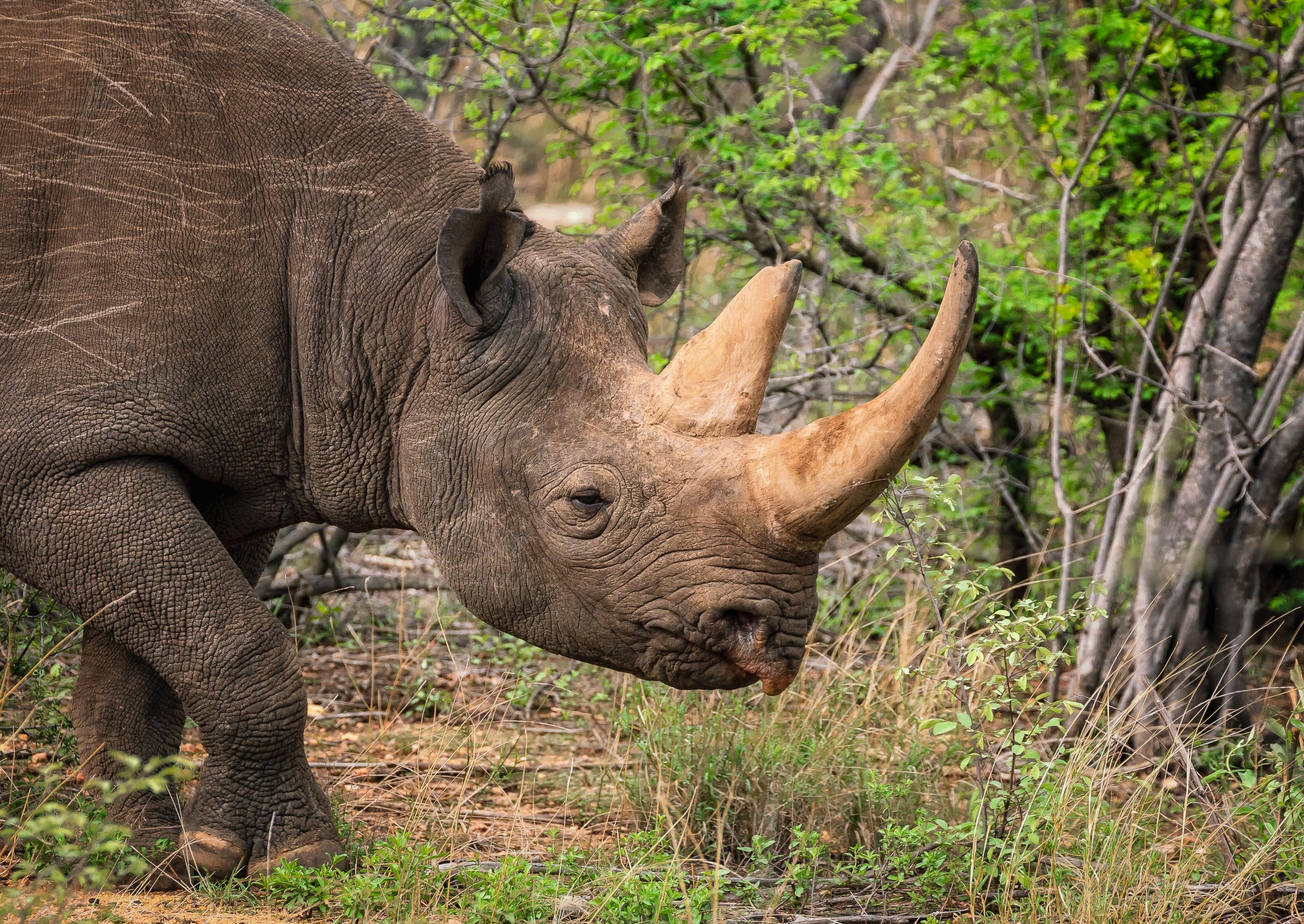 Kruger National Park, Balule nature reserve, Safari destination, Greater Kruger National Park, 2880x2050 HD Desktop