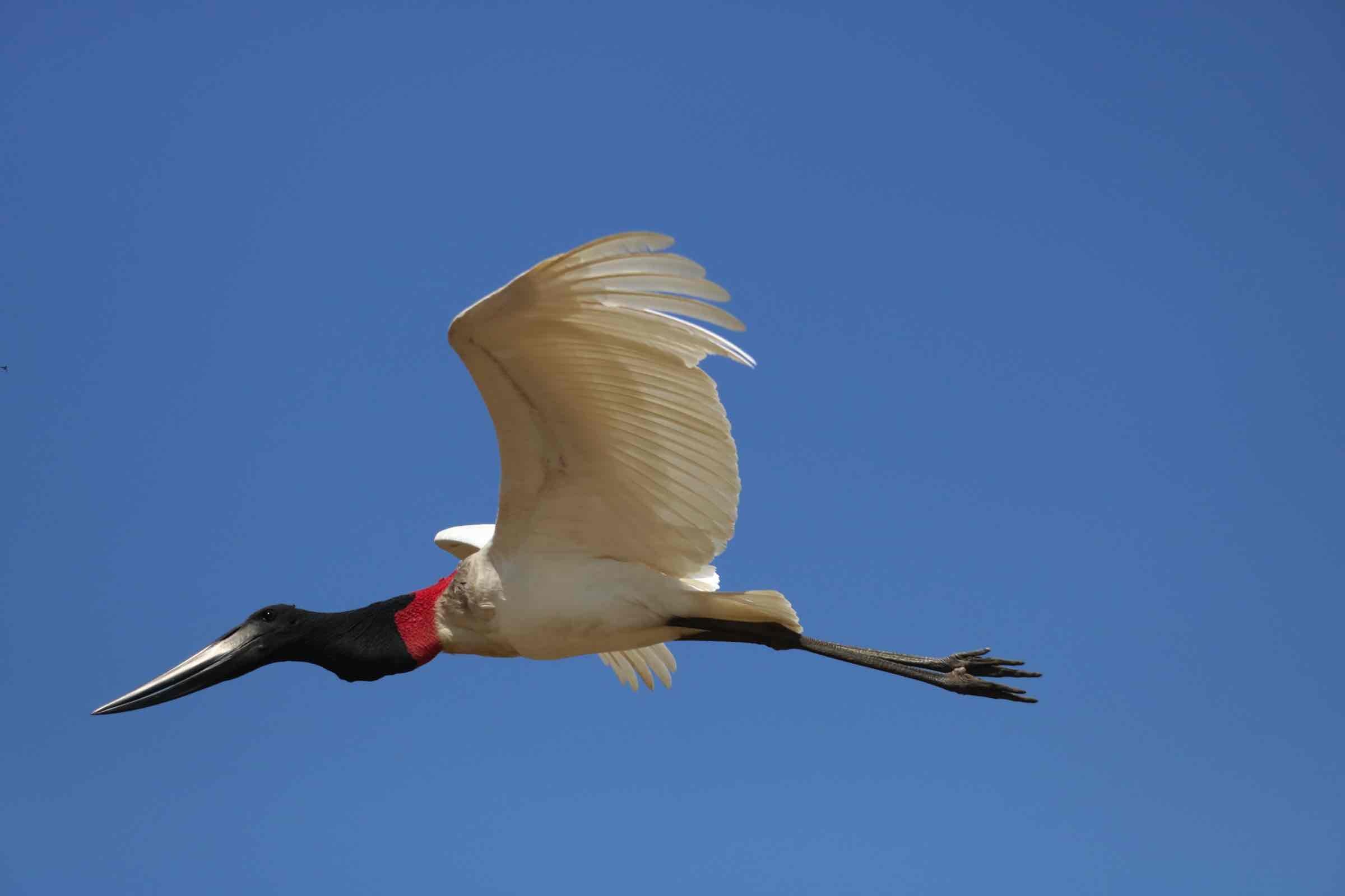 Pantanal Pathfinder, Gallery, Breathtaking Scenery, Untamed Wildlife, 2400x1600 HD Desktop