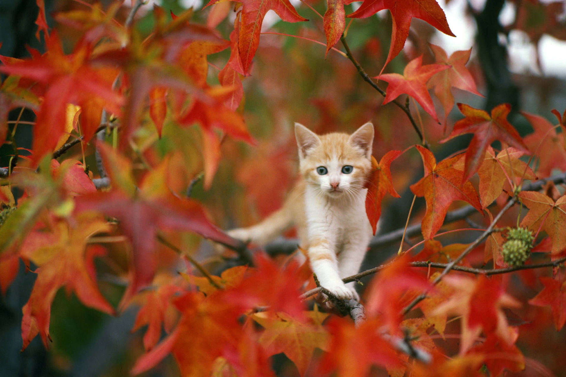 Fall, Cute Computer Wallpaper, 1920x1280 HD Desktop