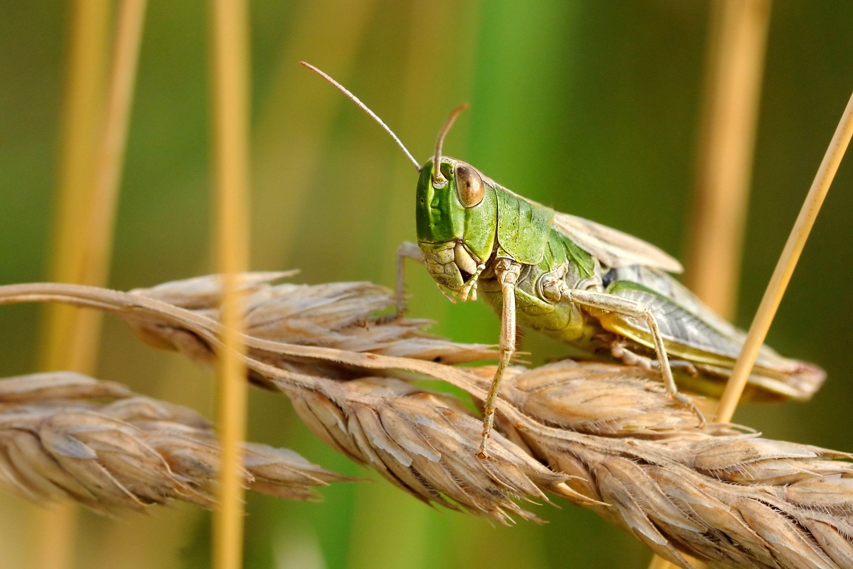 Green grasshopper, Wheat, Stock photo, 2720x1820 HD Desktop