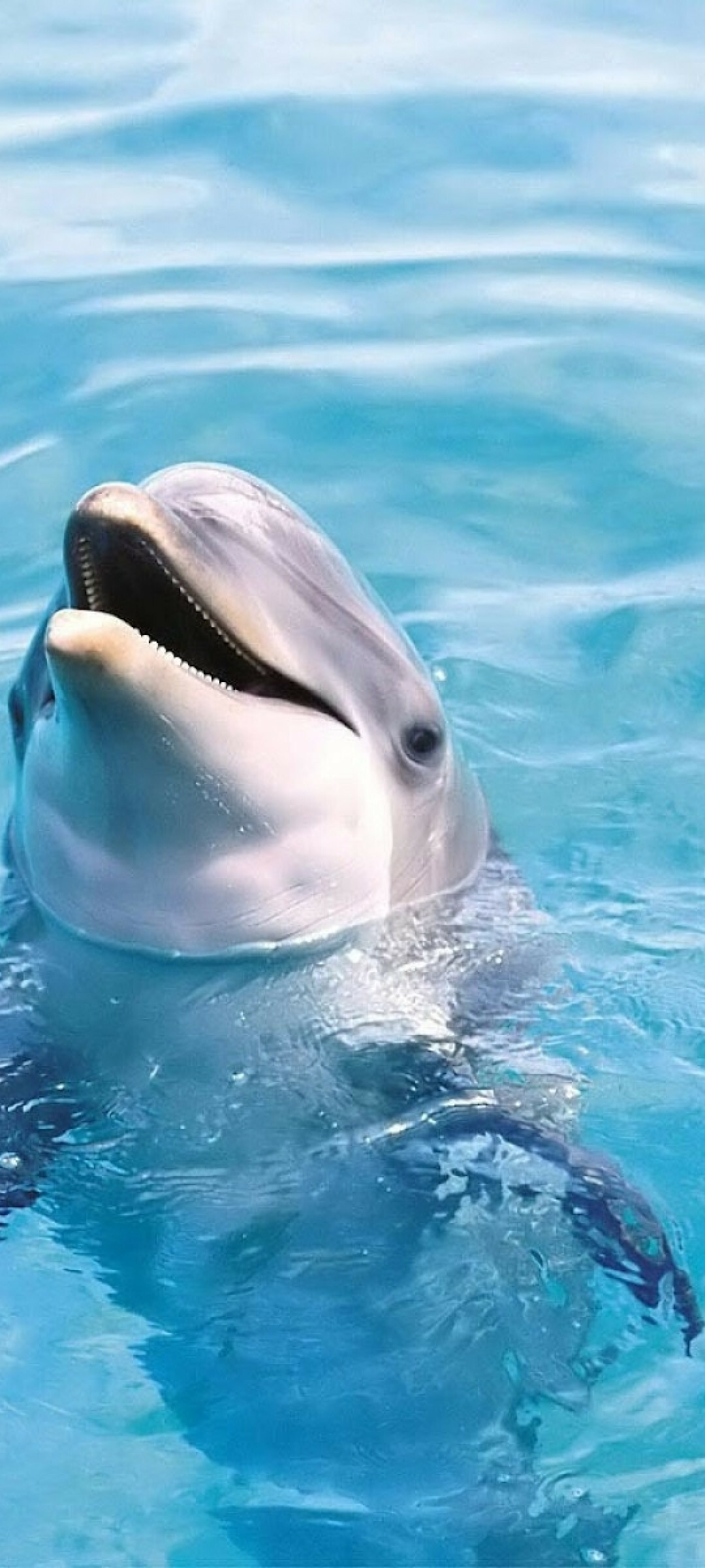 Cute and playful dolphins, Vibrant underwater scenes, Dive into your screen, Stunning phone wallpapers, 1080x2400 HD Phone