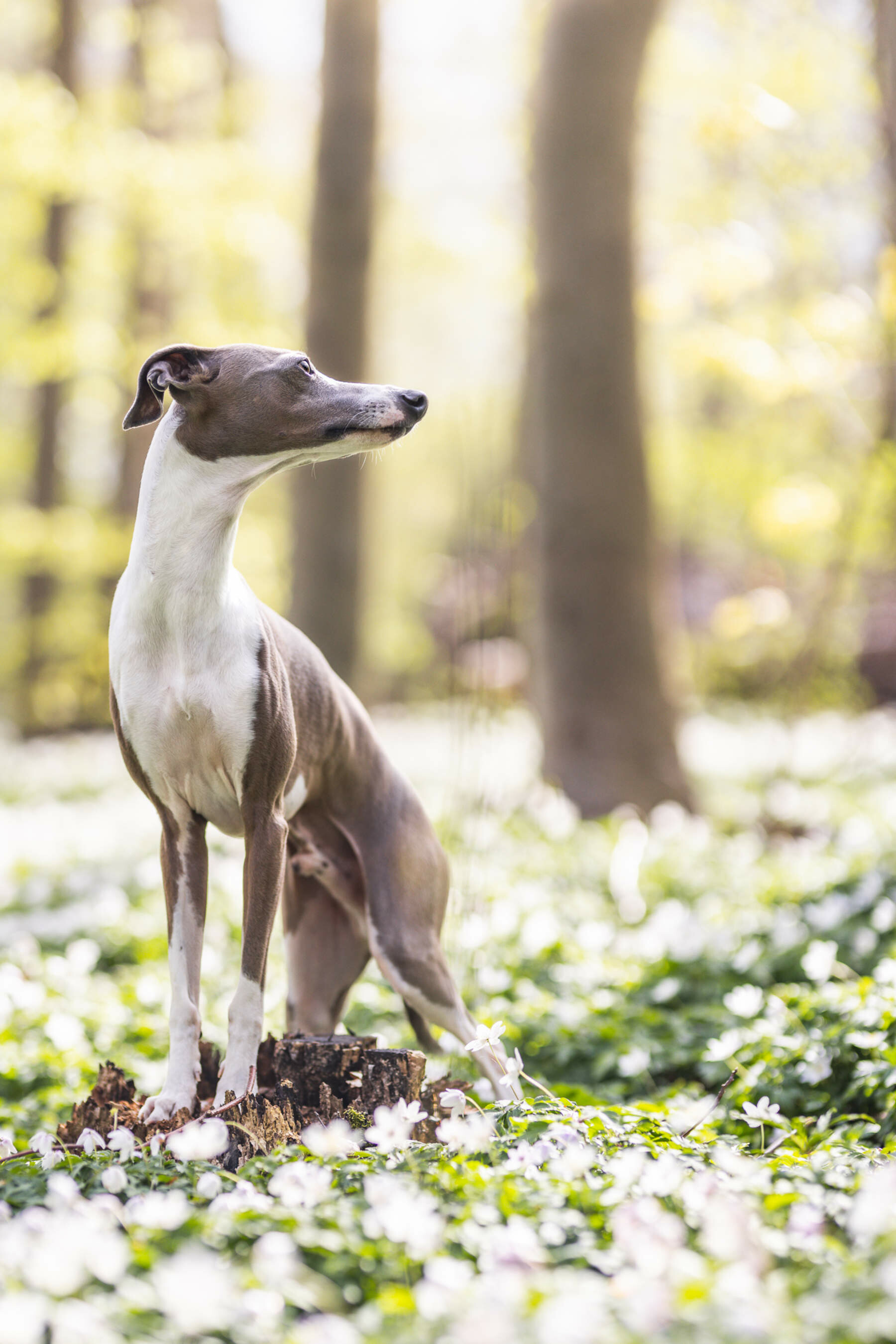 Bi-colored, Whippets Wallpaper, 1800x2700 HD Phone