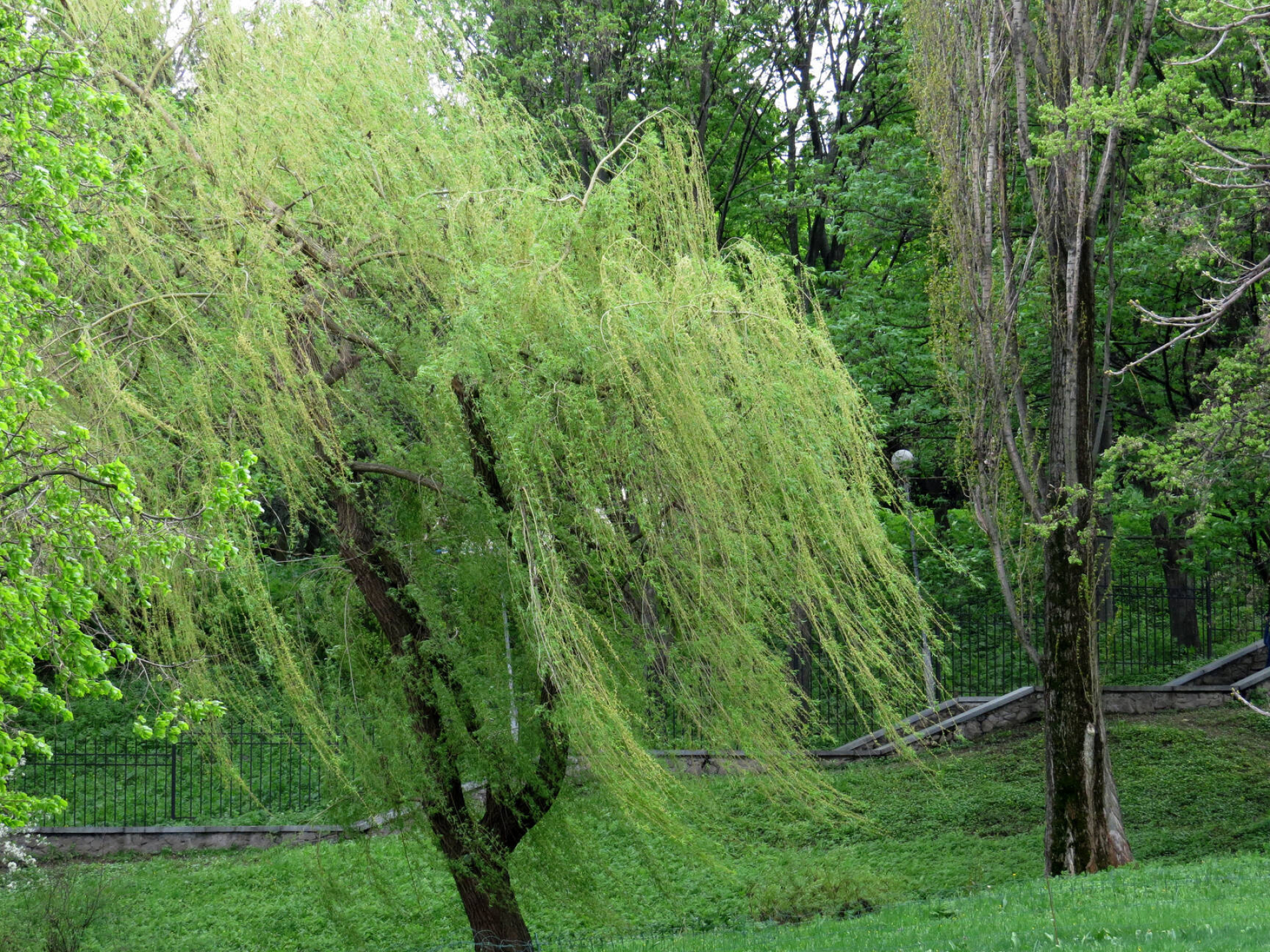 Willow tree image, Enchanting forest, Captivating beauty, Serene atmosphere, 1920x1440 HD Desktop