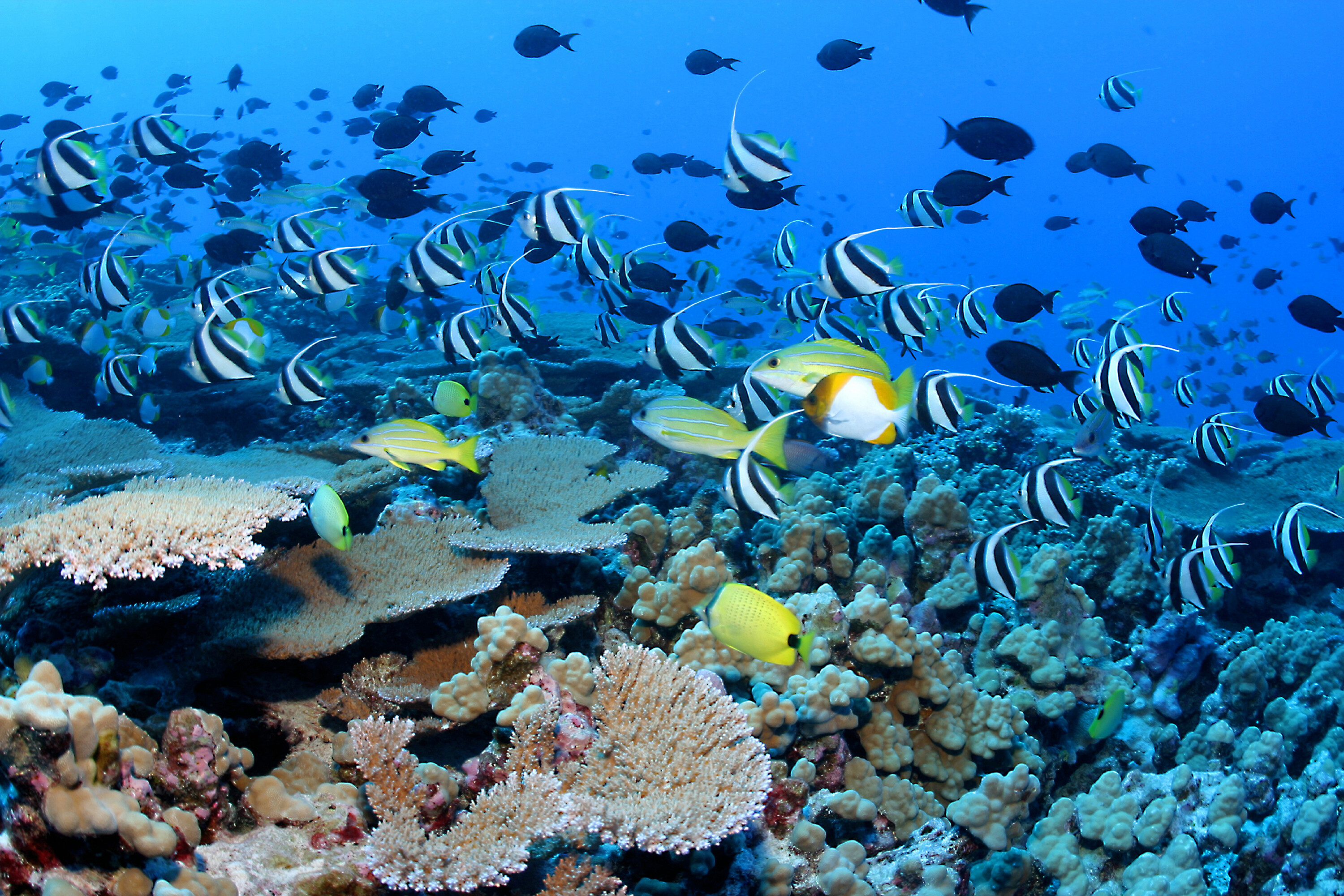 Animated coral reef, Top free backgrounds, Nature, Underwater, 3000x2010 HD Desktop