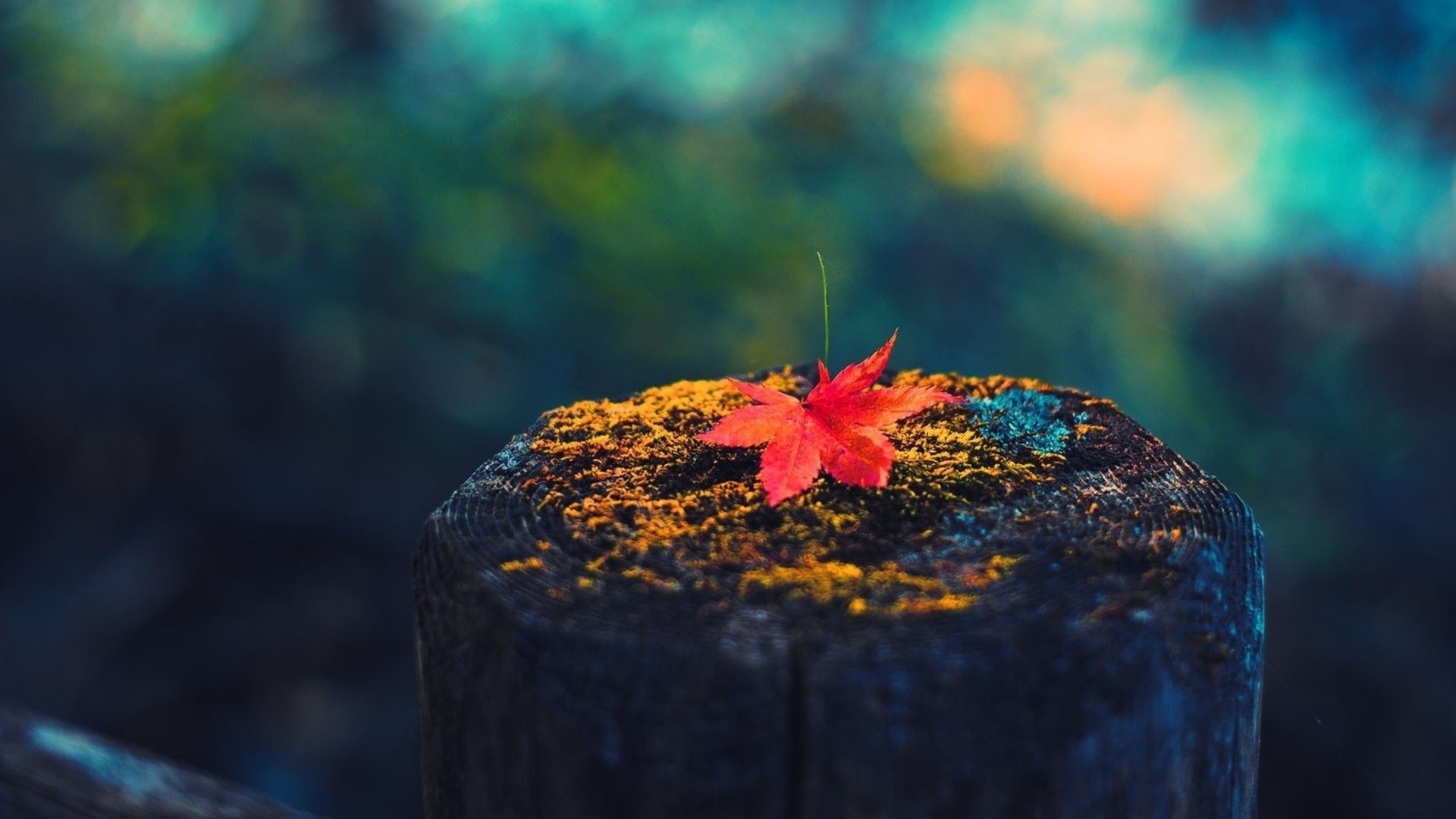 Wallpaper leaf maple tree, Stump dry, HD wallpapers, Nature's beauty, 1920x1080 Full HD Desktop