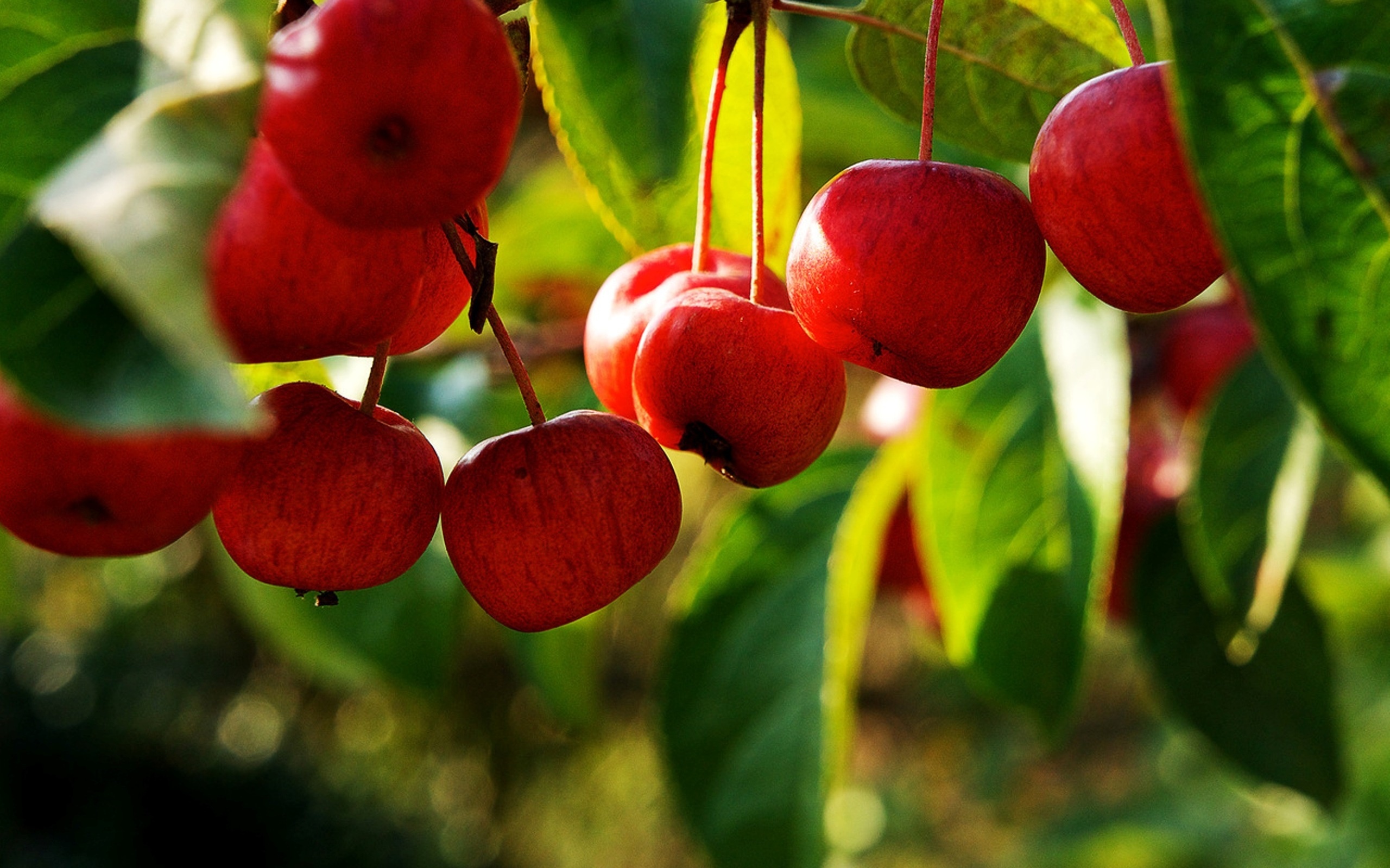 The Chinese, Apple Trees Wallpaper, 2560x1600 HD Desktop