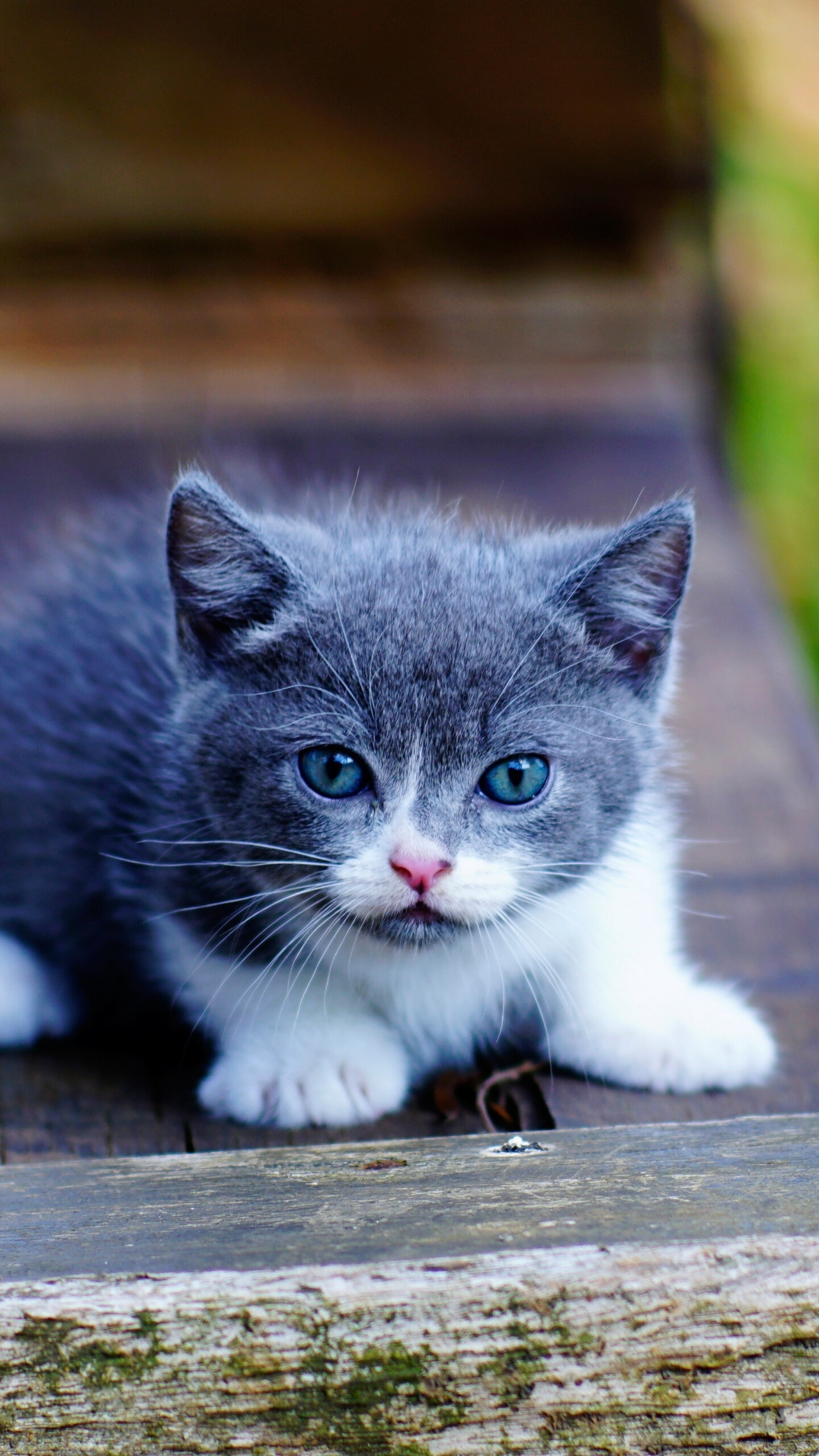 Cute kitten, Blue eyes, Adorable wallpaper, 1440x2560 HD Phone