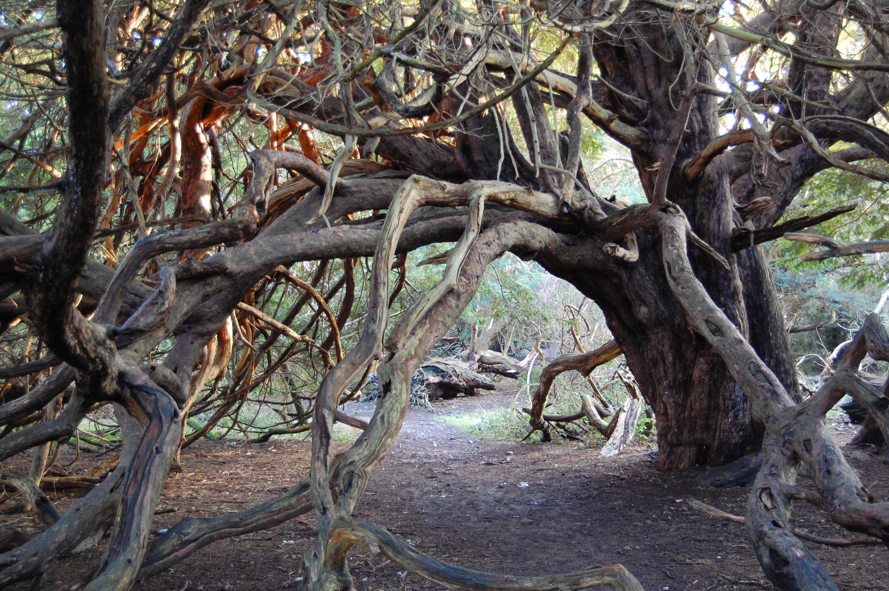 I love yew, Whispering earth, 3010x2000 HD Desktop