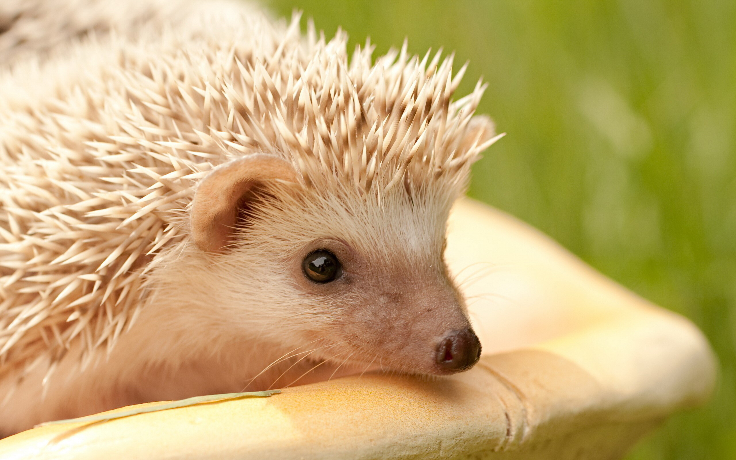 Albino, Hedgehogs Wallpaper, 2560x1600 HD Desktop