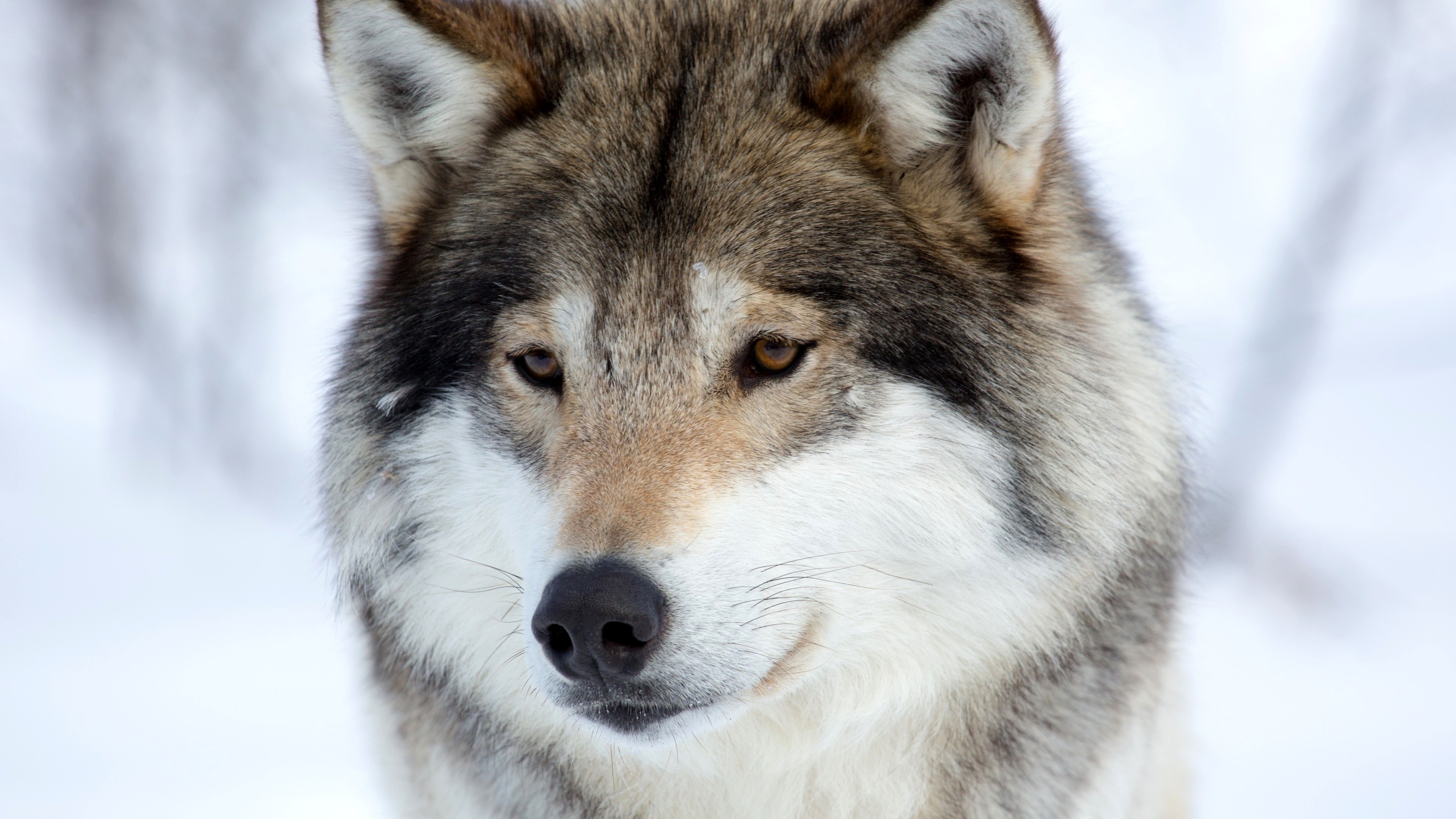 Gray Wolf, Black trick wolf, Beautiful wilderness, Mesmerizing dog, 3840x2160 4K Desktop