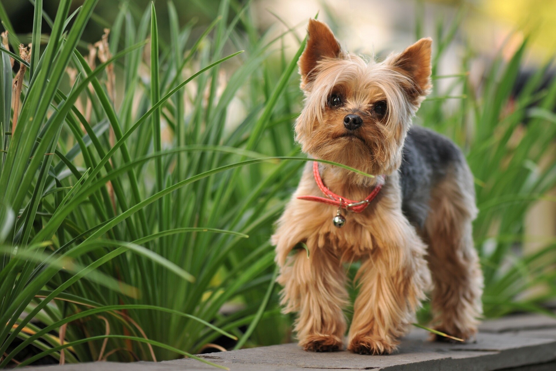 Yorkshire Terrier, Yorkshire terrier wallpapers, Desktop mobile backgrounds, Wallpapers hd, 1920x1280 HD Desktop