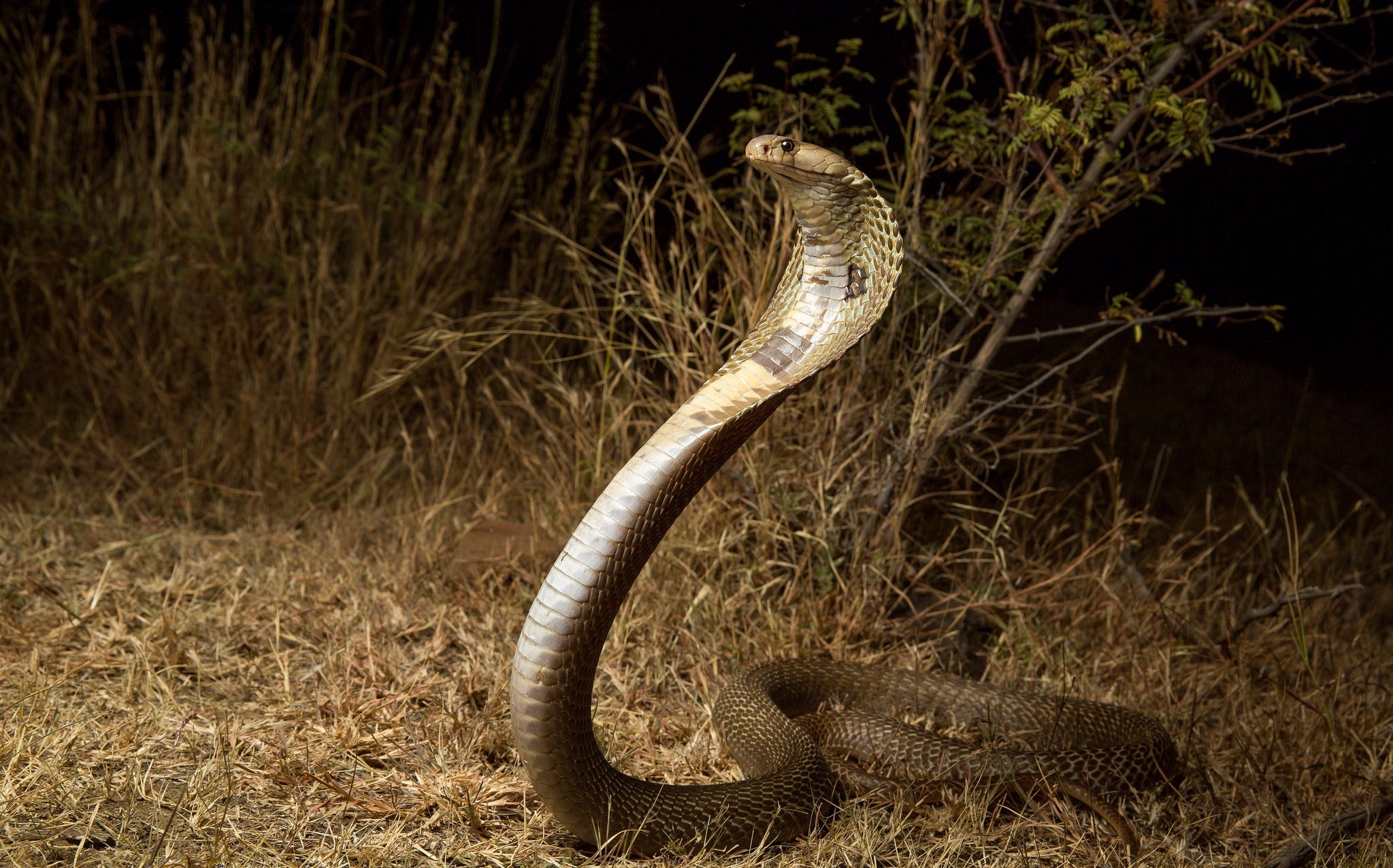 Cobra wallpaper beauty, Nature's awe-inspiring creatures, Captivating visuals, HD wallpapers, 2050x1280 HD Desktop