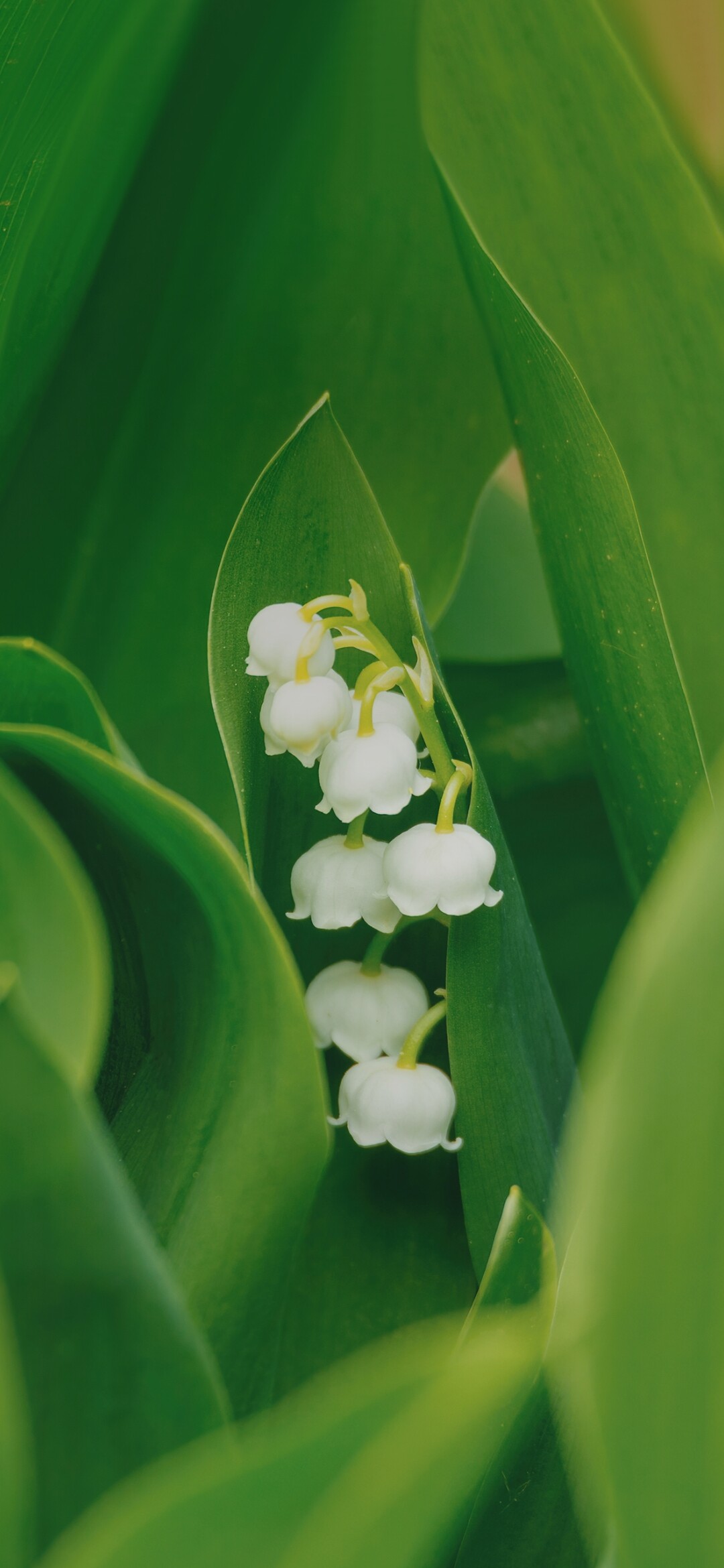 Beautiful small flower, Soham's image, Nature's treasure, Pixahive's free photo, 1080x2340 HD Phone