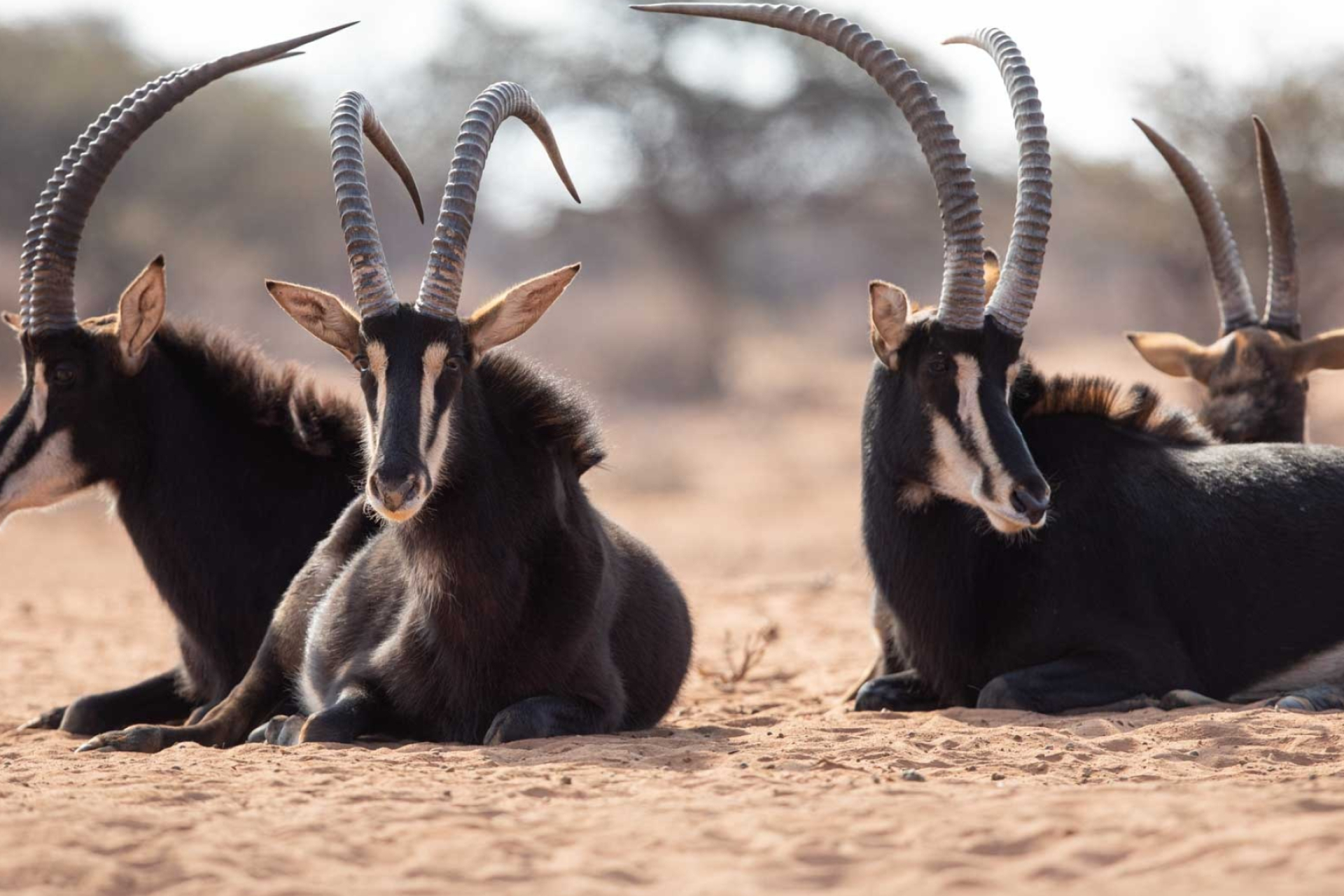 Sable antelope, Wild Eye Travel, Michael Laubscher, Majestic creature, 1920x1280 HD Desktop