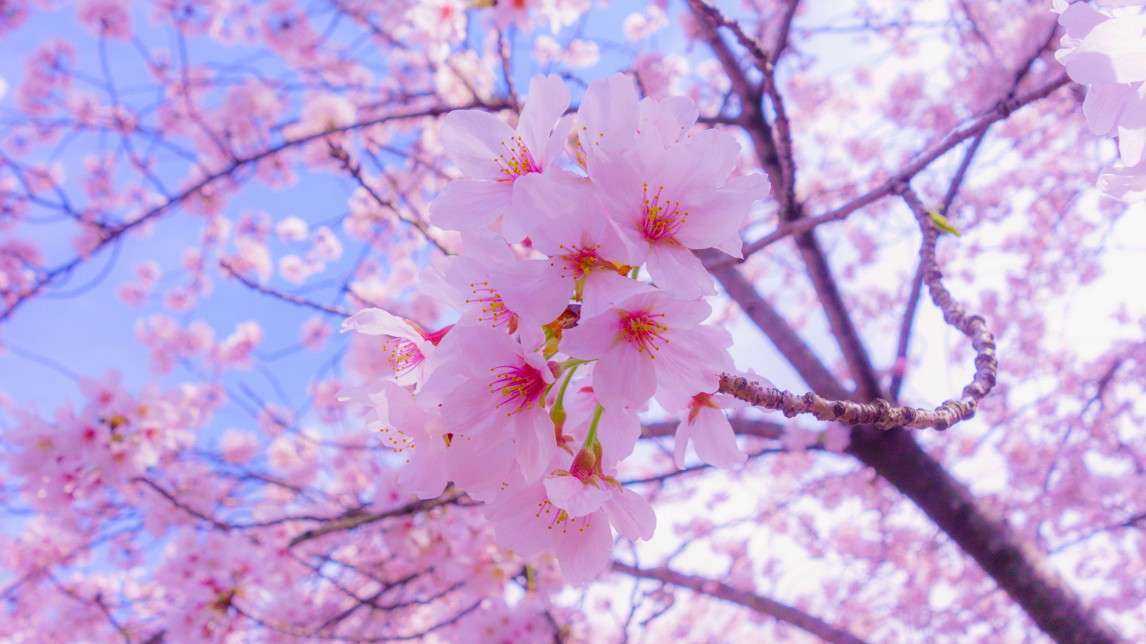 Sakura, Cute Pink Wallpaper, 3840x2160 4K Desktop