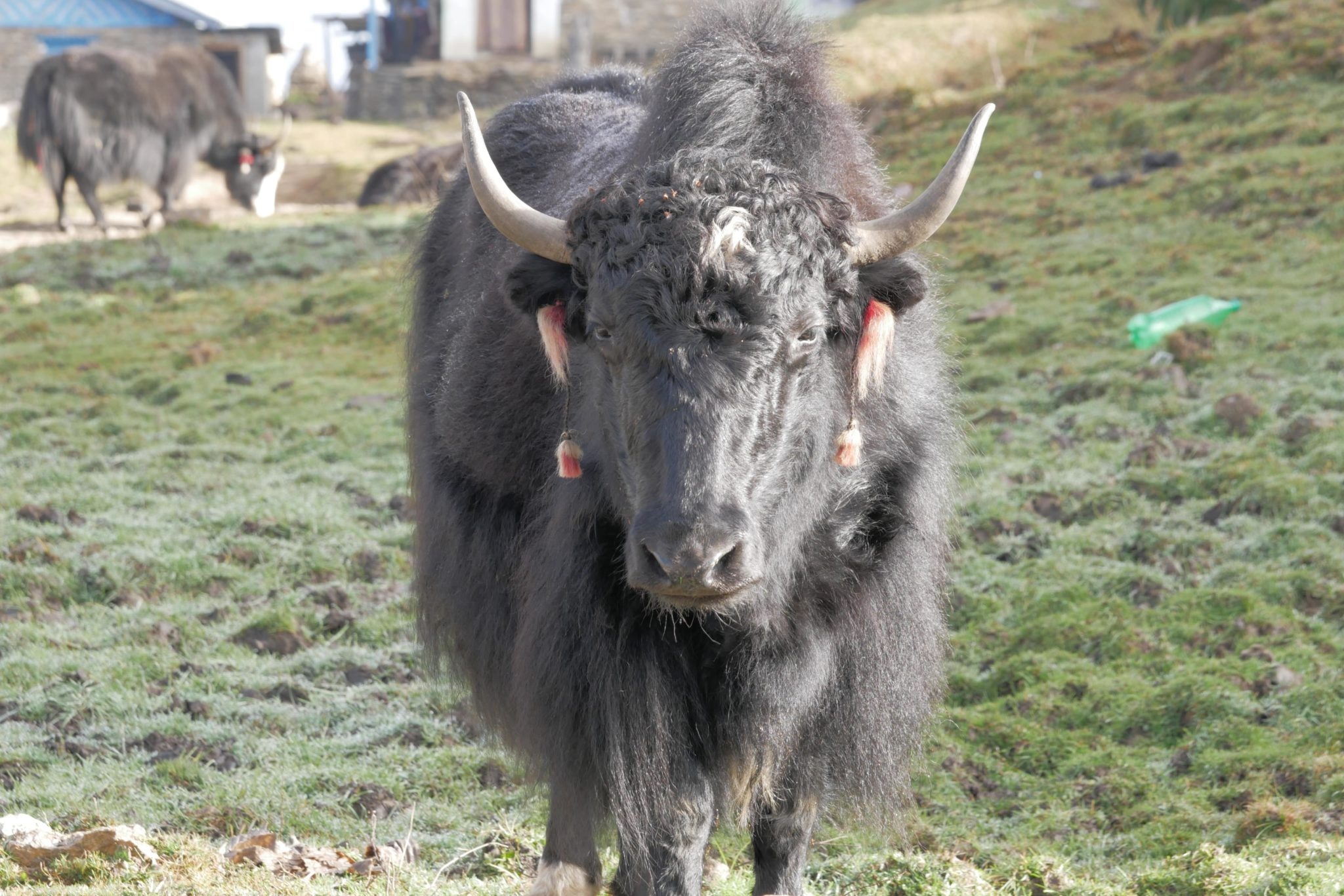 Ancient tradition, Himalayan region, Threatened yak herders, Cultural heritage, 2050x1370 HD Desktop