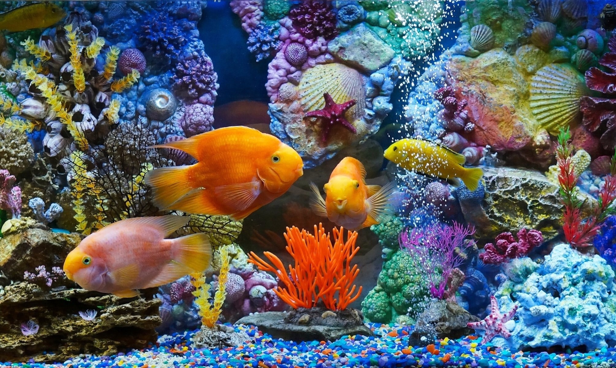 Blood-red Parrot Cichlid, Aquarium Wallpaper, 2010x1200 HD Desktop