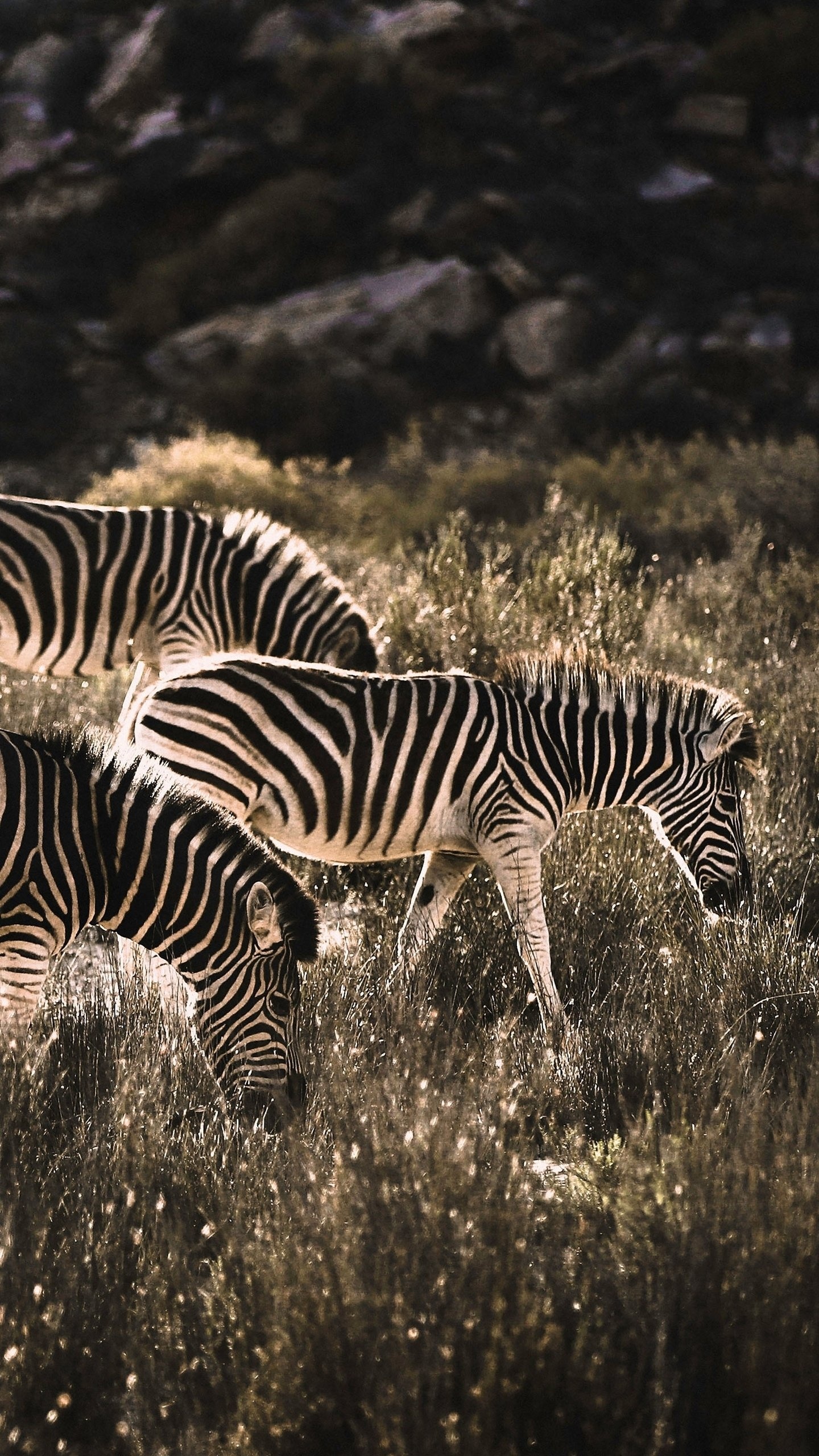 Majestic creature, Black and white stripes, African grasslands, Nature's masterpiece, 1440x2560 HD Phone